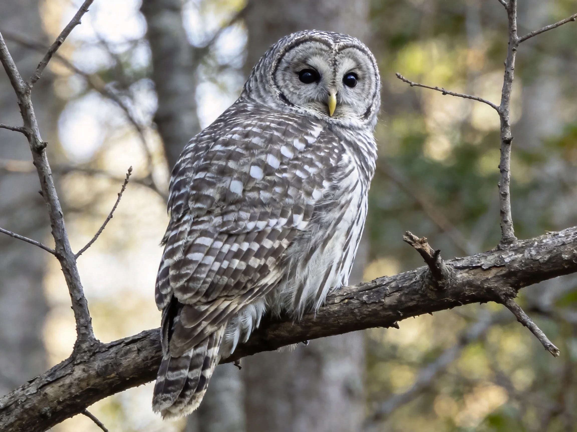 A barred owl with brown and white plumage perched on a tree branch