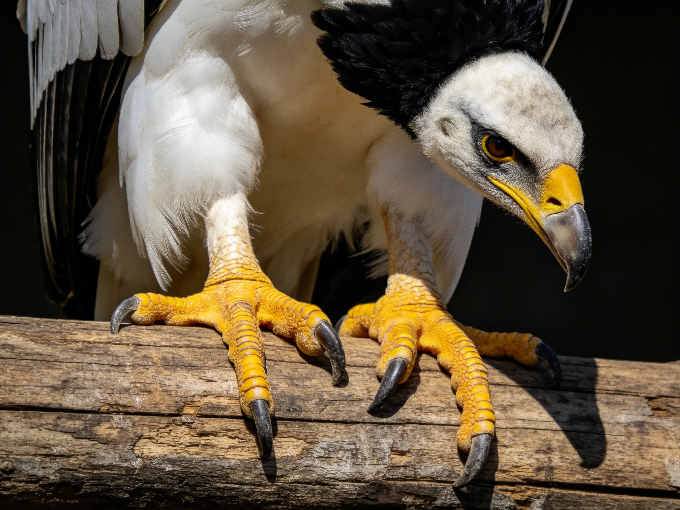 A bird of prey with bright yellow talons perched on a weathered wooden beam
