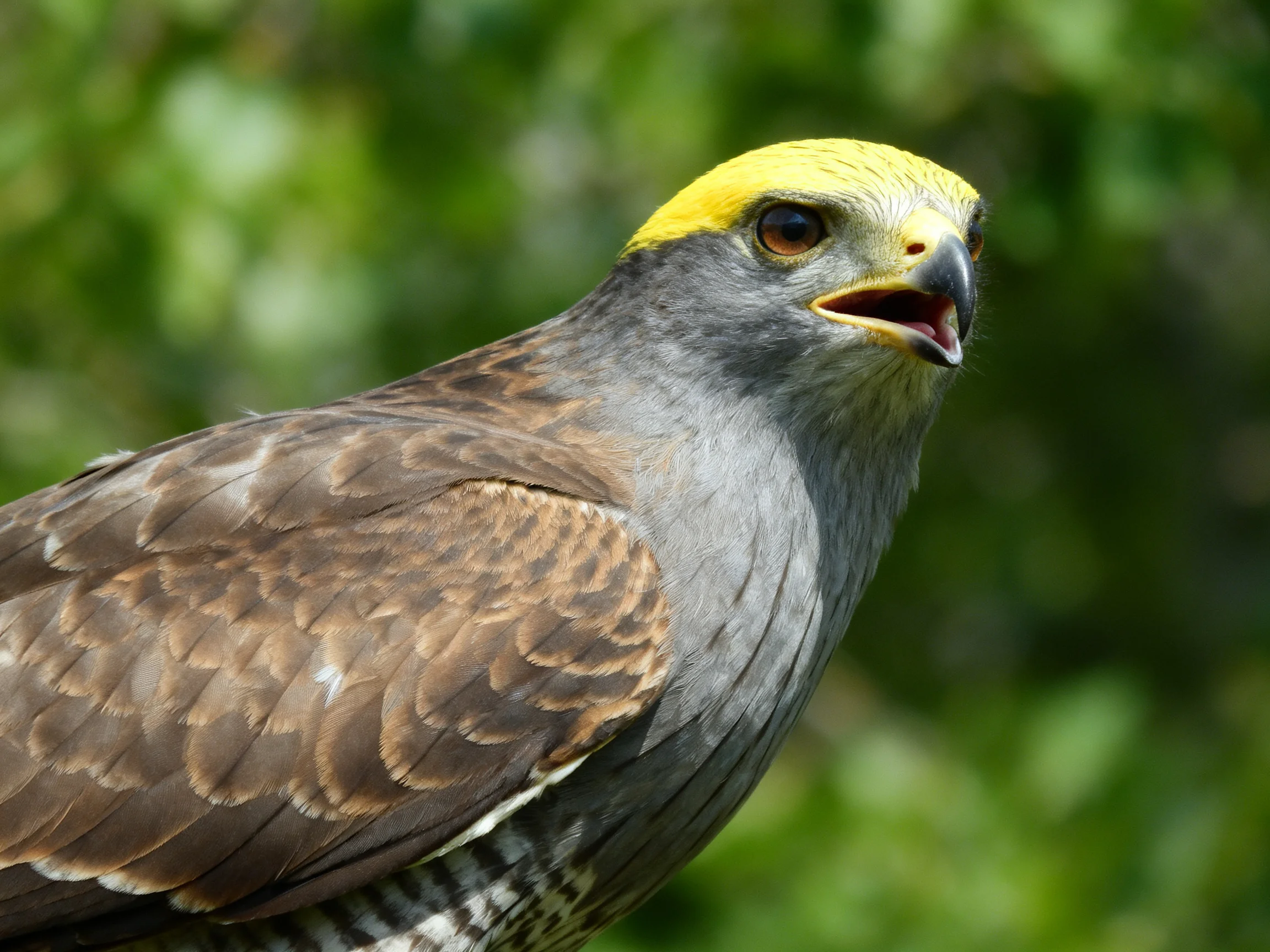 A bird with a bright yellow head and brown-gray plumage