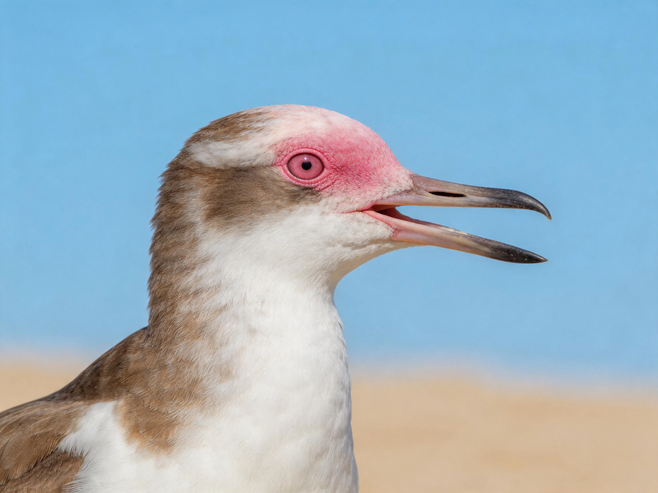 A bird with pink facial skin, brown and white plumage, open beak