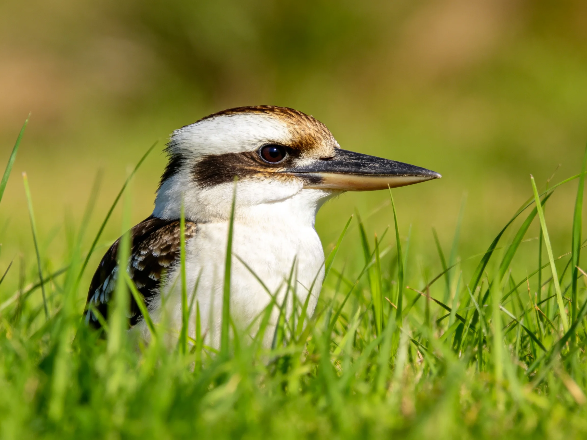 A bird with white chest, brown wings, and long beak in lush green grass