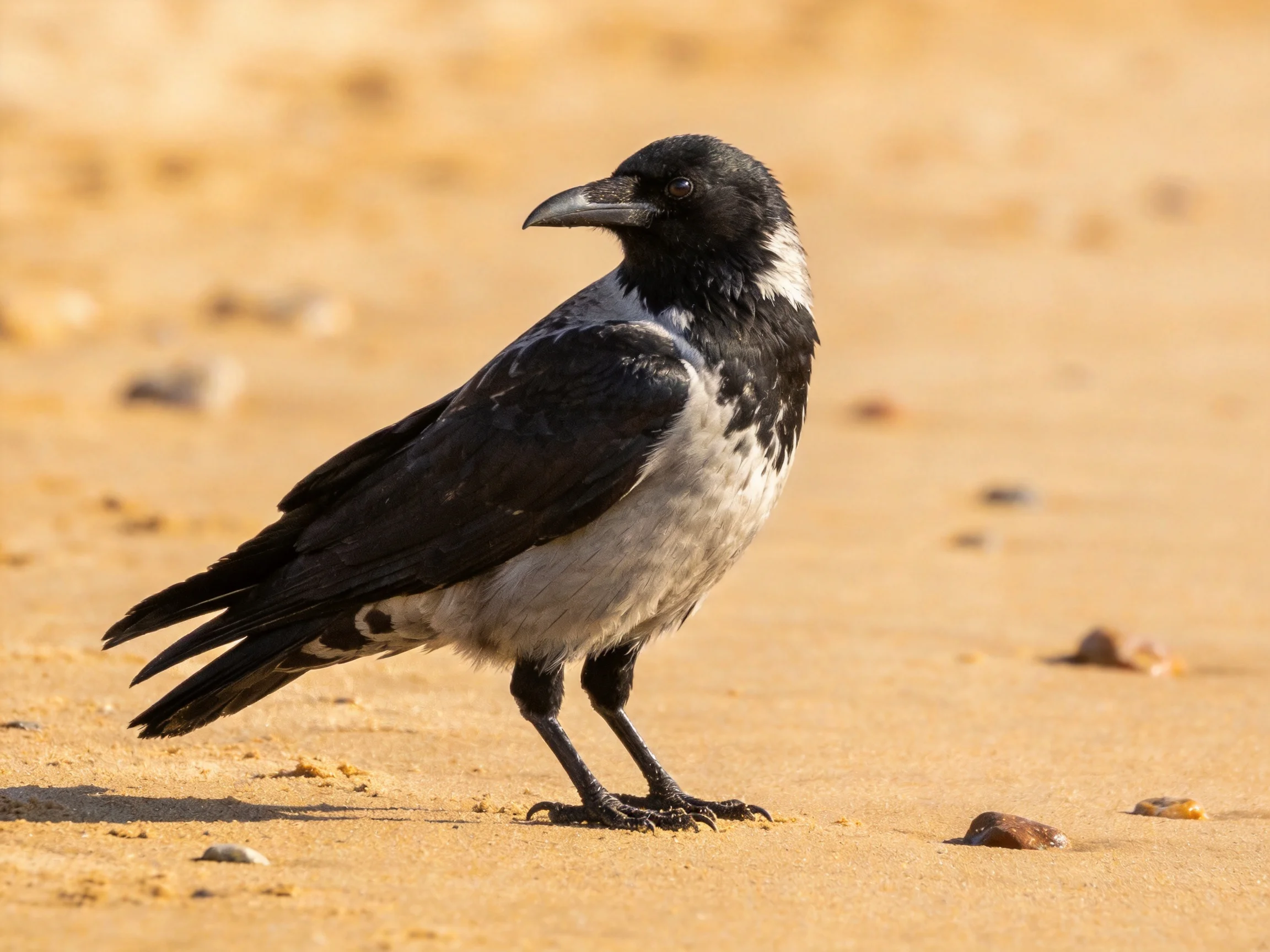 A black-and-gray crow stands on sandy ground with scattered pebbles