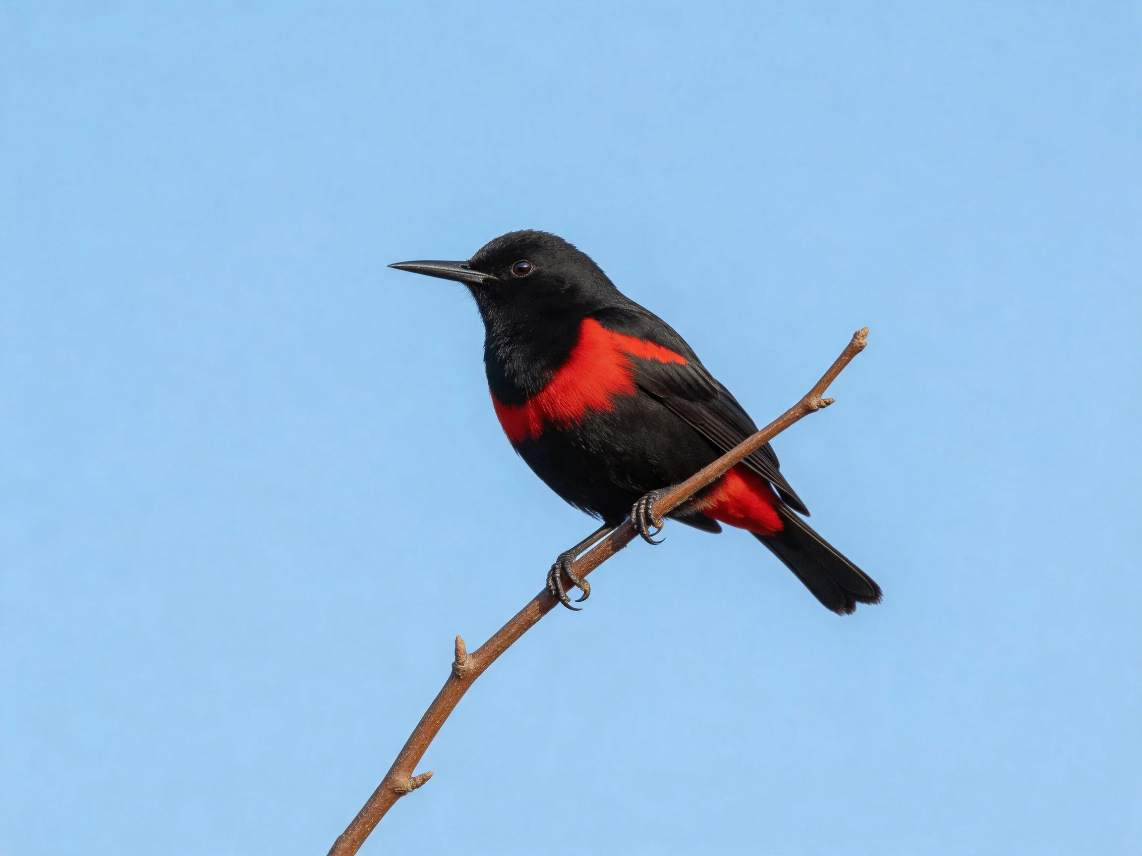 A black and red bird perches on a thin brown branch