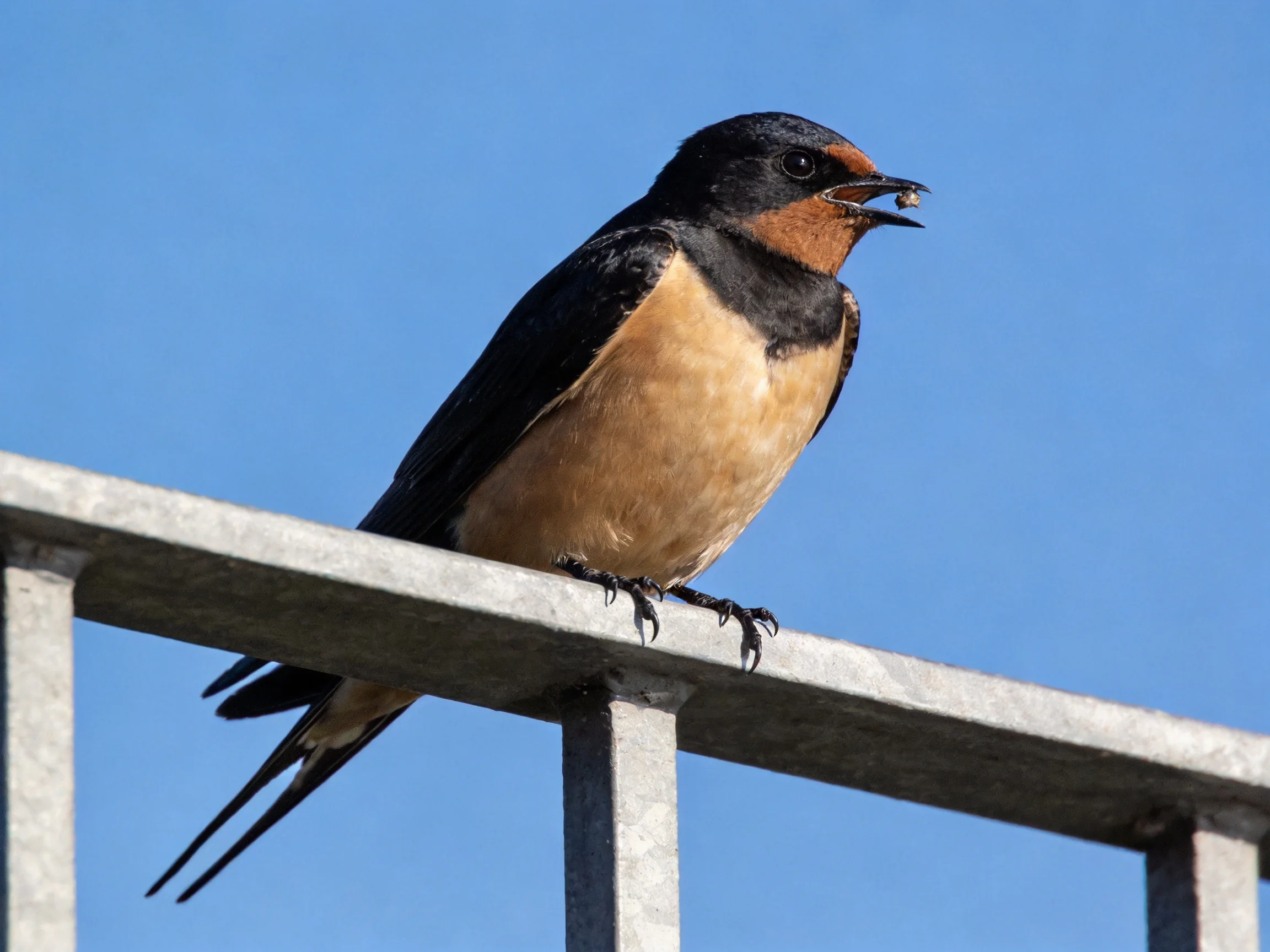 A black and tan swallow perched on a gray metal railing