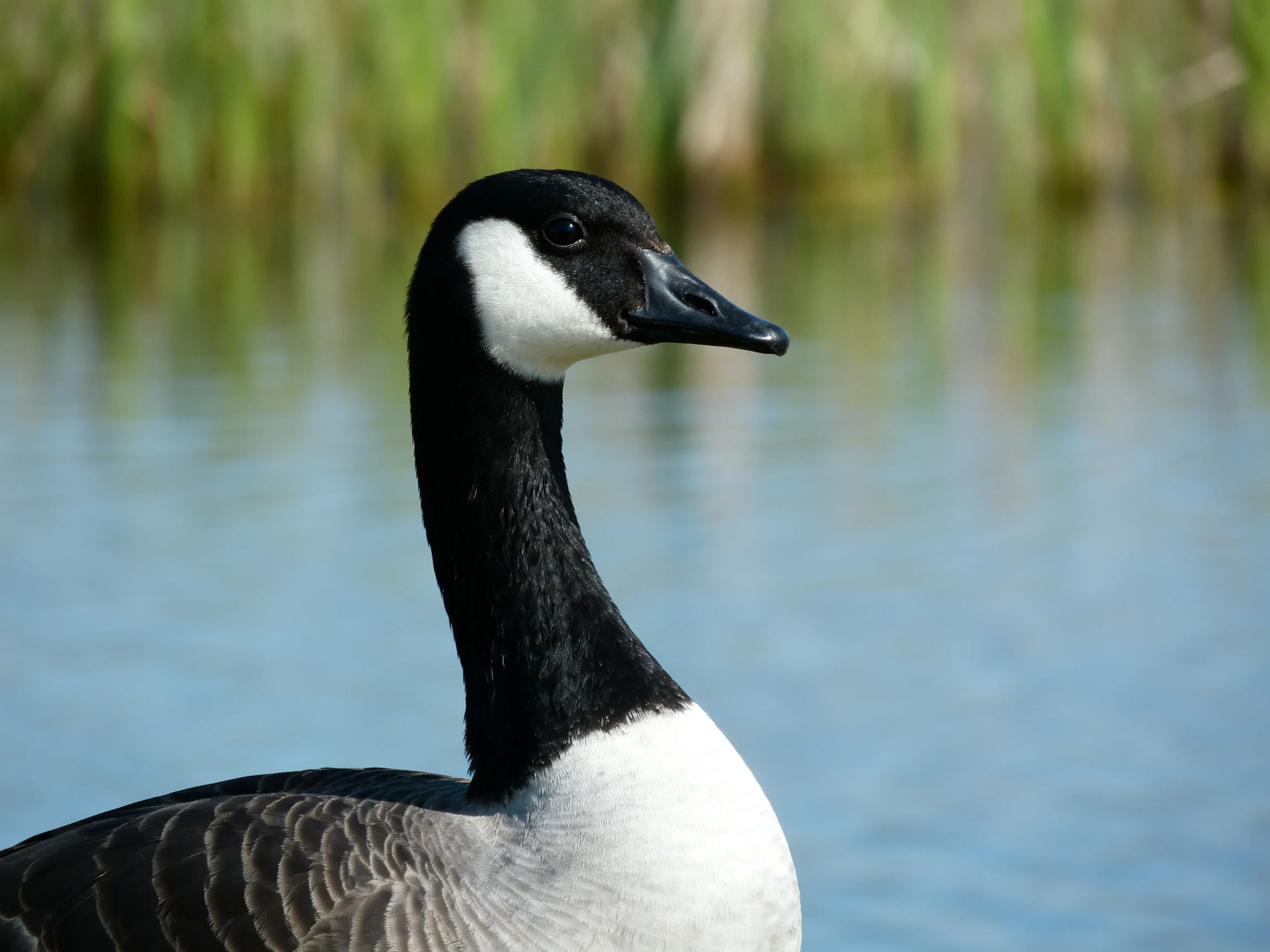 A black-and-white Canada goose near calm blue water