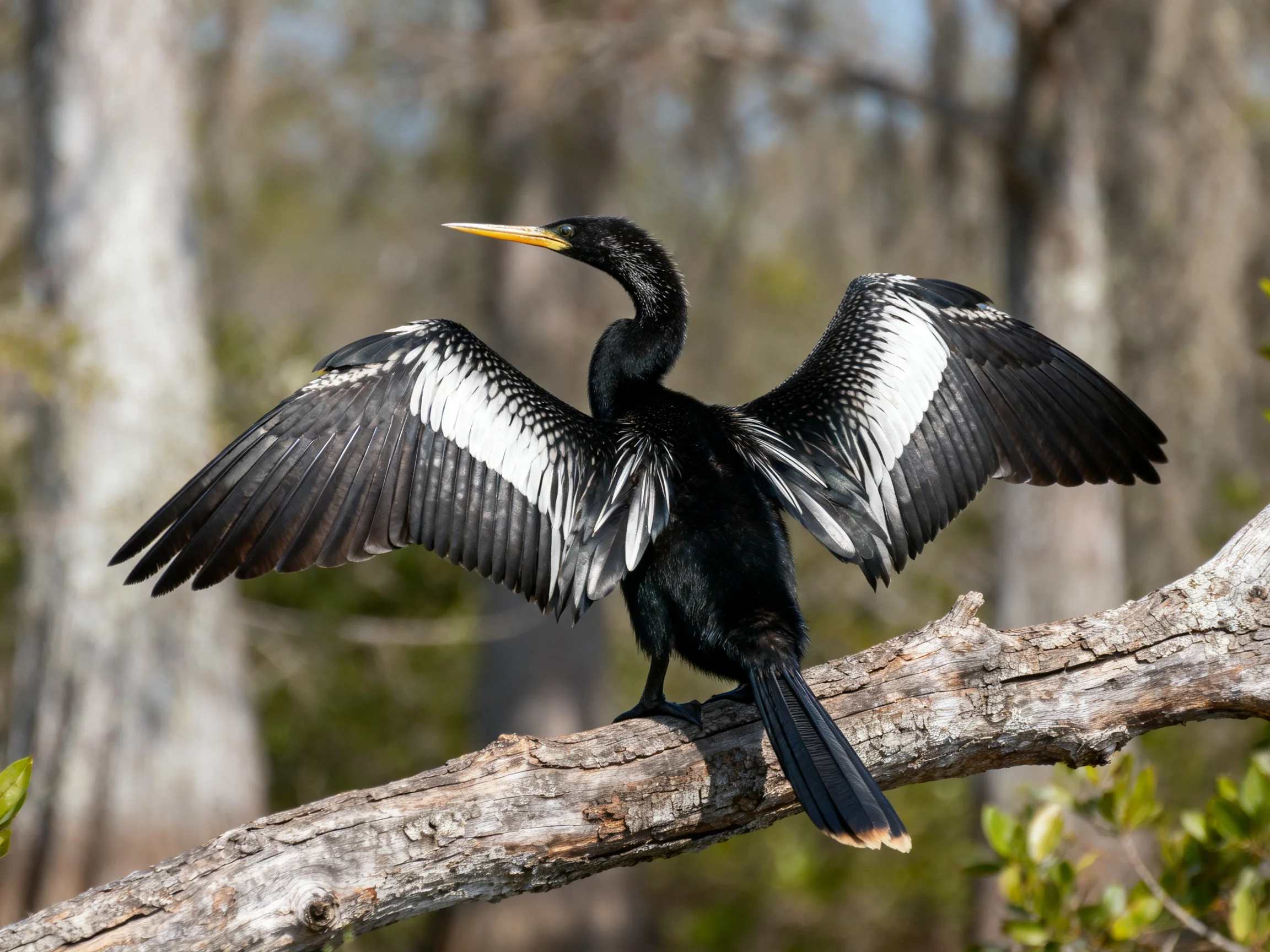 A black and white anhinga spreading wings on a weathered branch