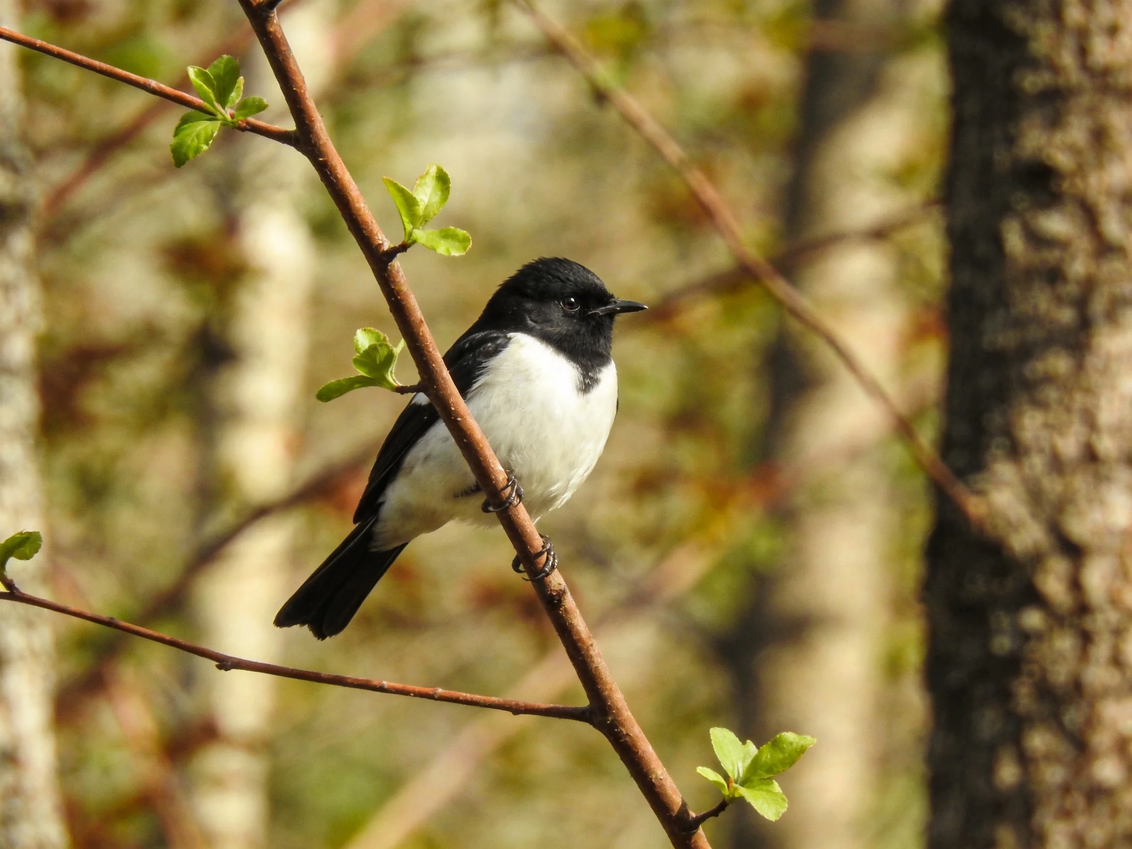 A black and white bird sits on a thin branch amid a forest with blurred trees.