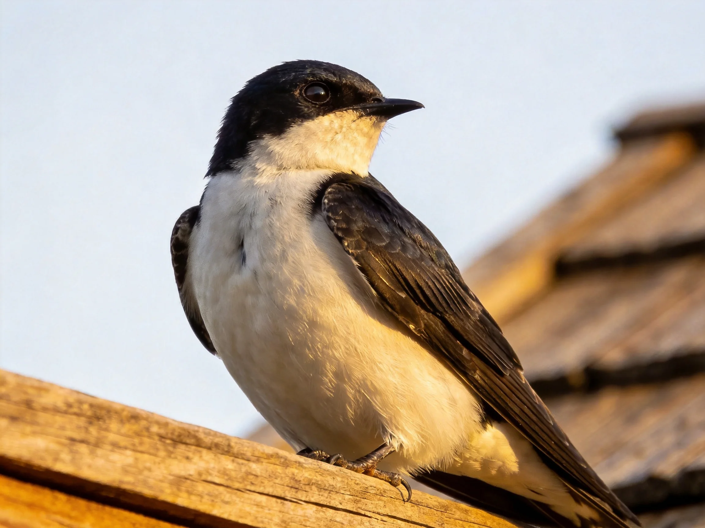 A black and white bird rests on wood near a shingled roof.