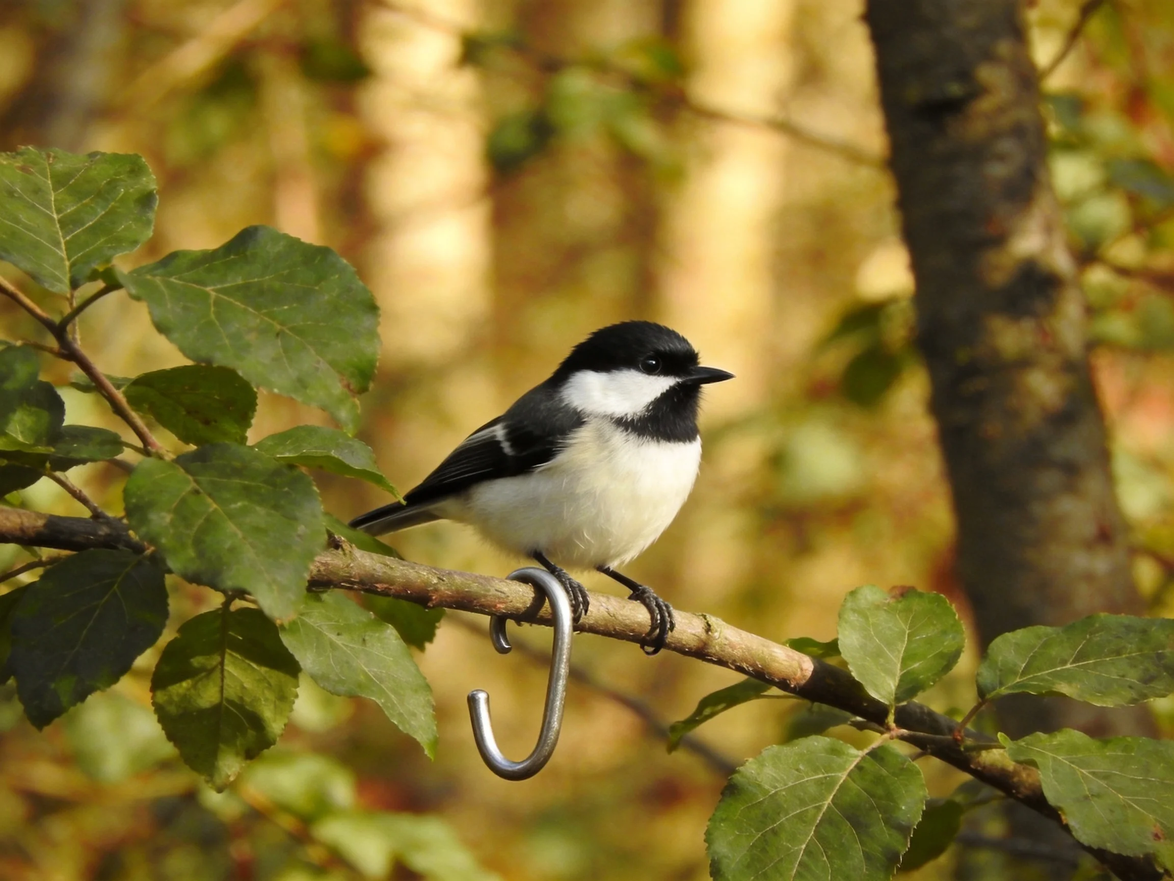 A small black-and-white bird perches on a branch with a metal hook among green leaves.