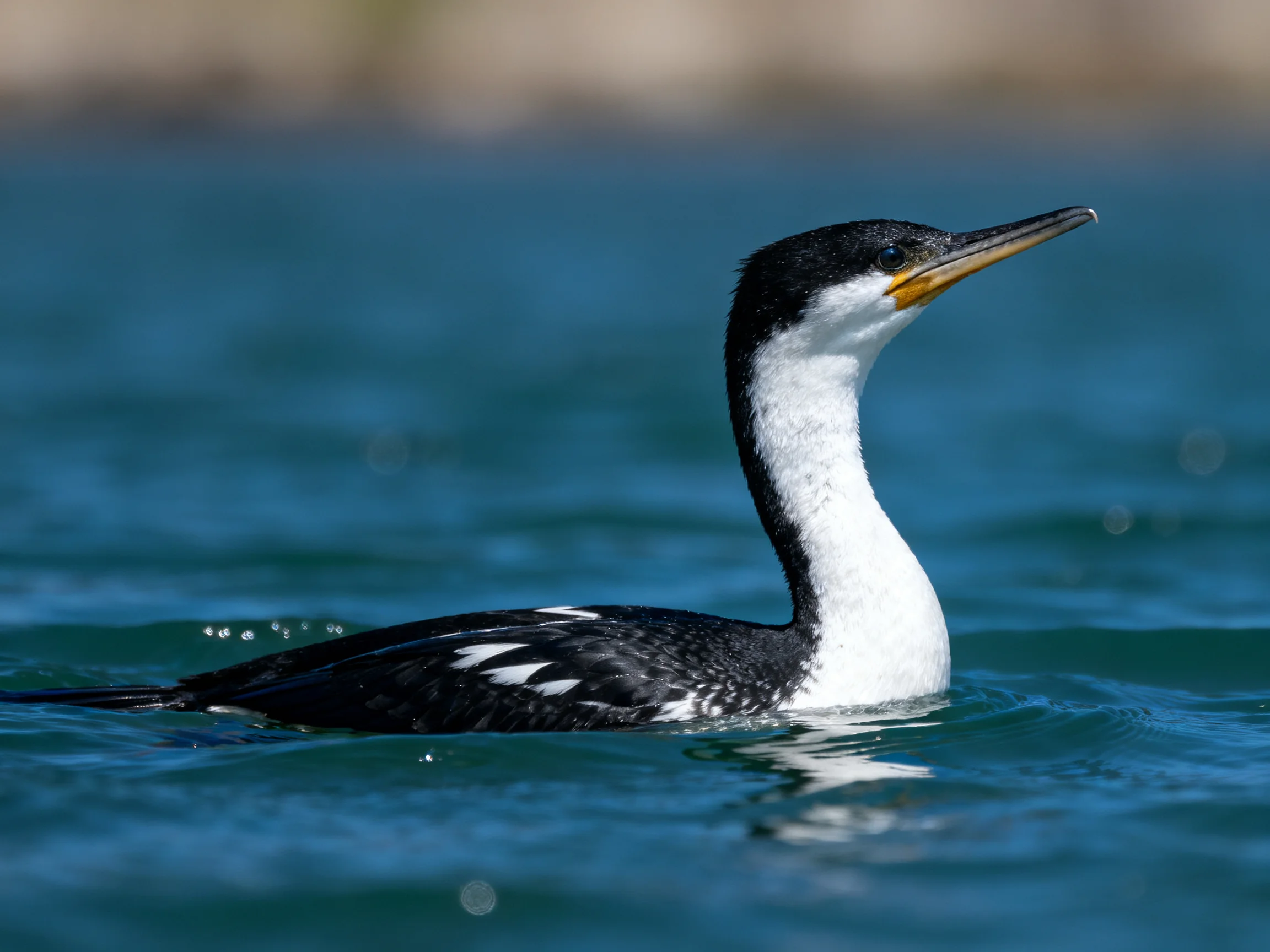 A black and white bird swimming in clear blue water