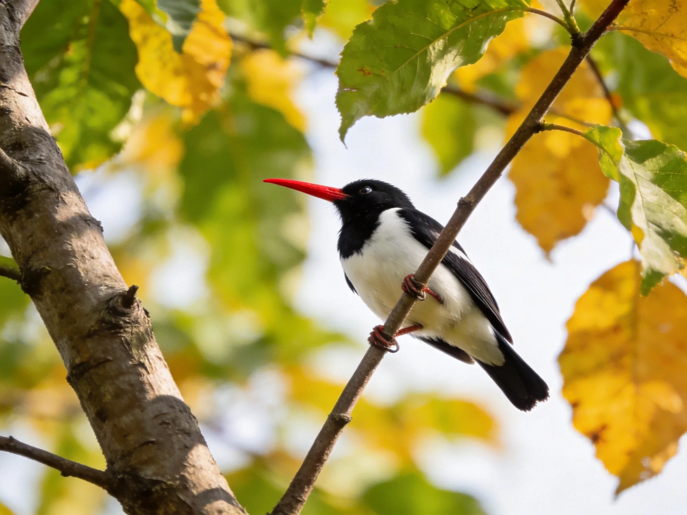 A black-and-white bird with a long red beak perches on a tree branch with green and yellow leaves
