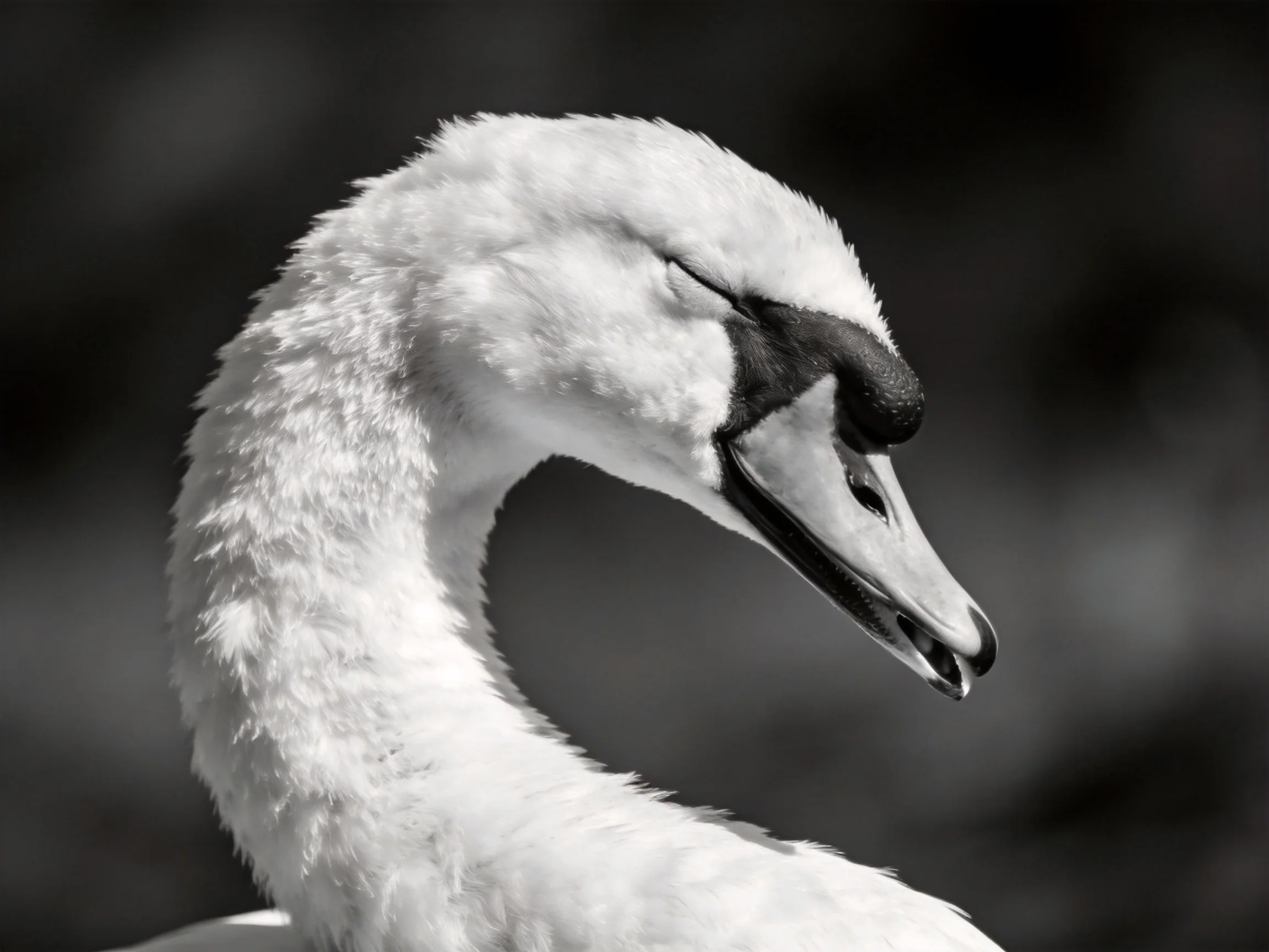 A black - and - white close - up of a swans head and neck