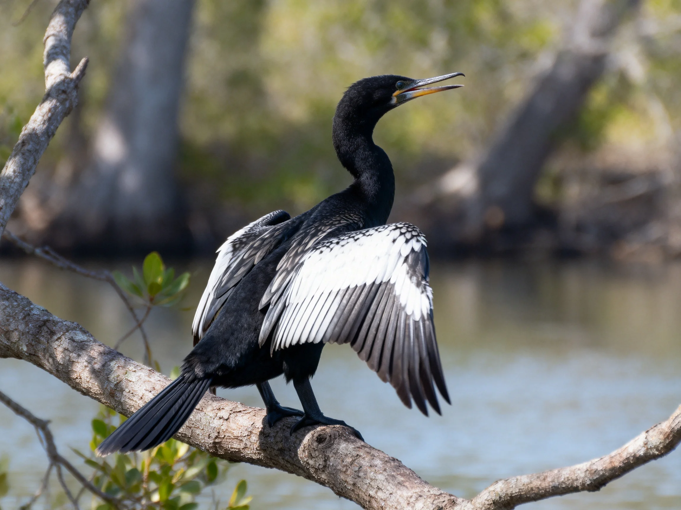A black and white cormorant drying wings on a tree branch by calm water