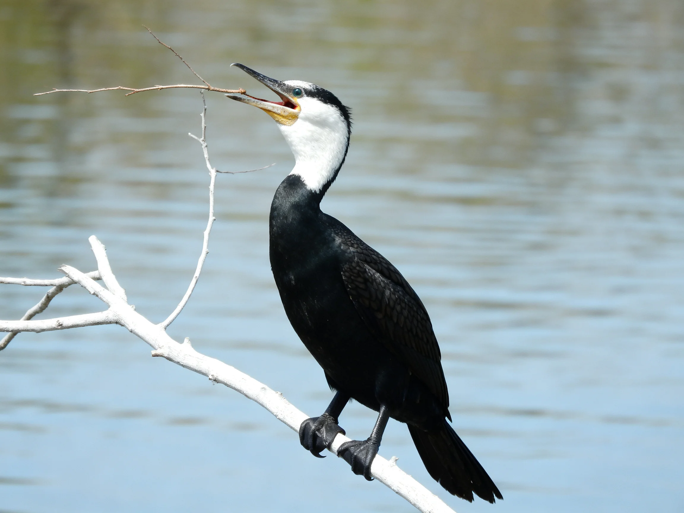 A black and white cormorant holds a twig on a branch by water