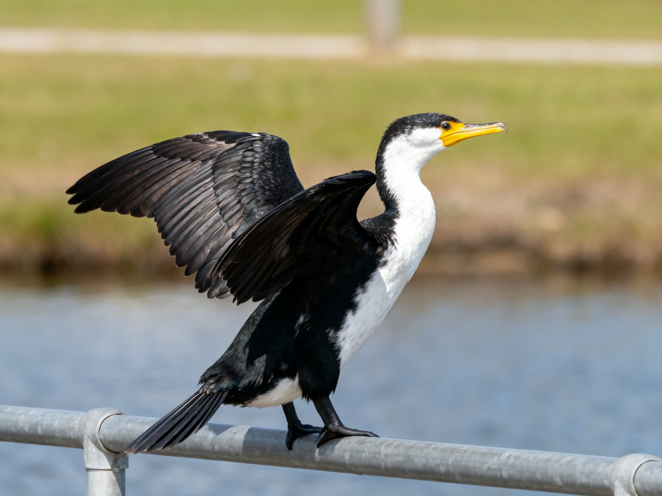A black-and-white cormorant spreading wings by water