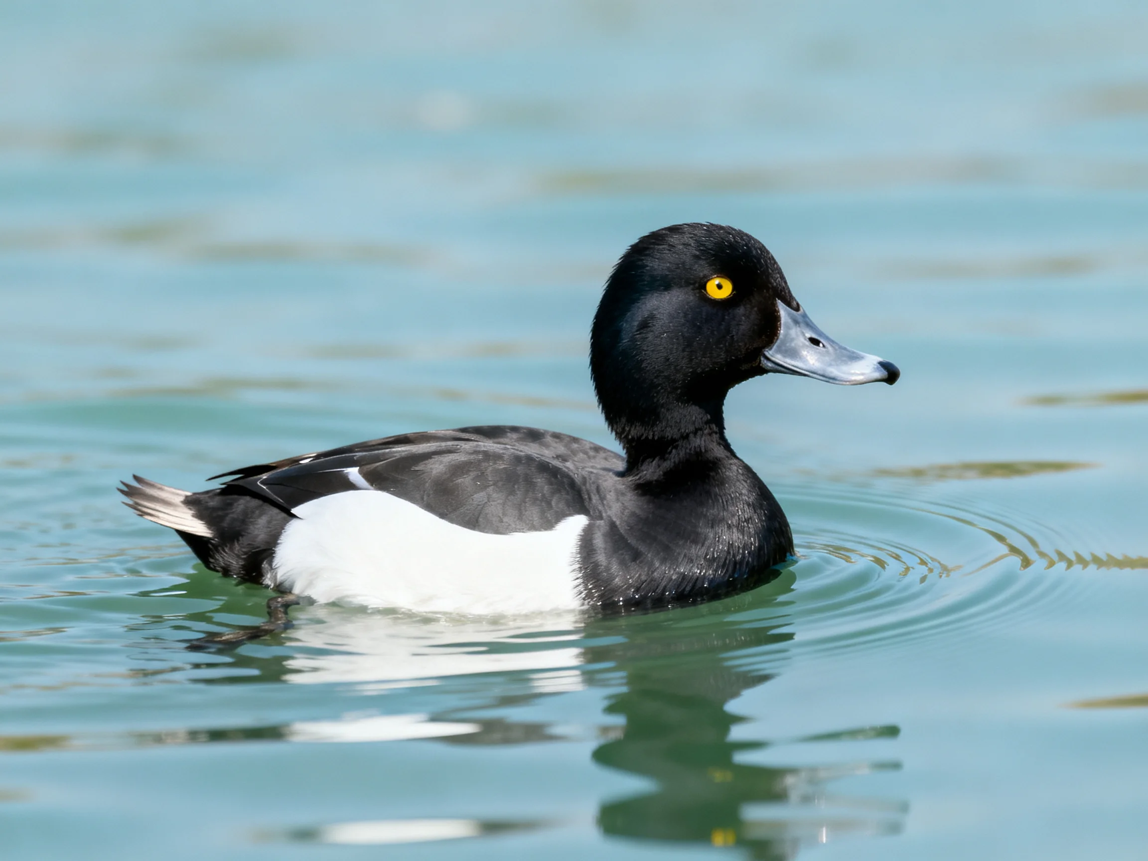 A black and white duck glides through calm blue water