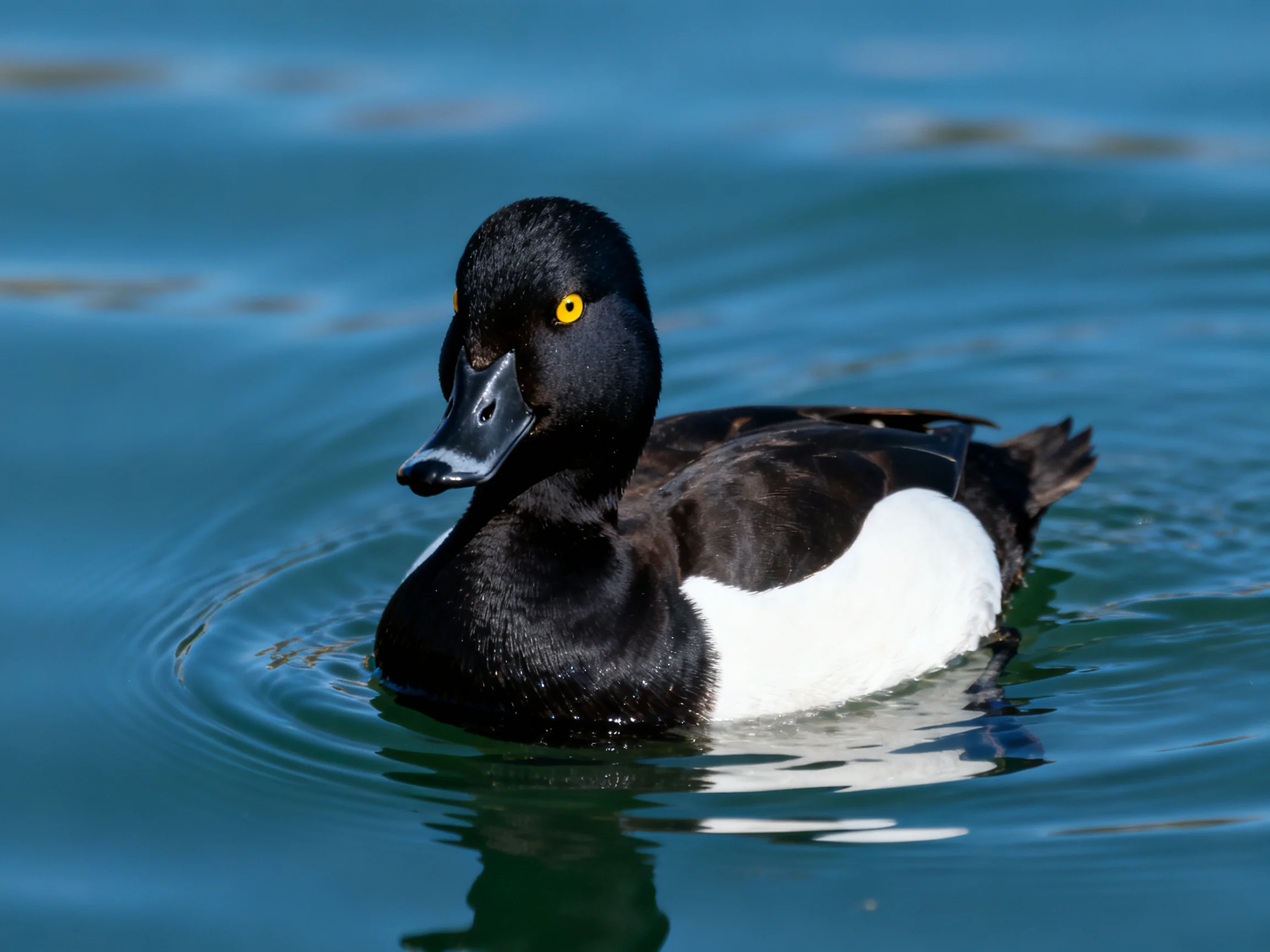 A black and white duck swims in clear blue water