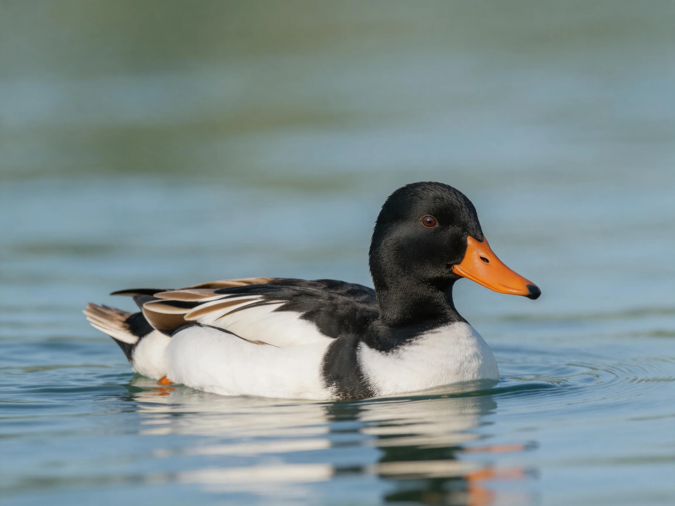 A black-and-white duck with an orange beak swims in calm water