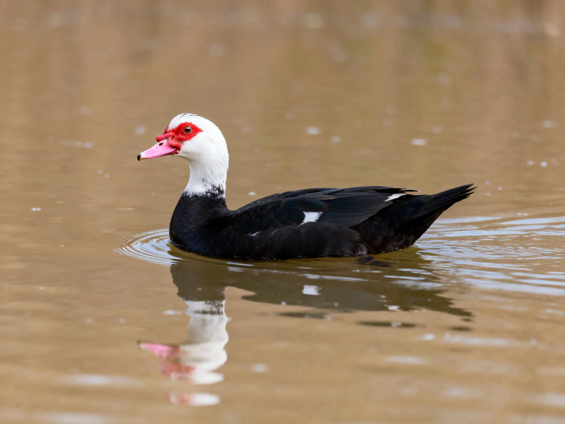 A black-and-white duck with red facial markings swims in calm brown water