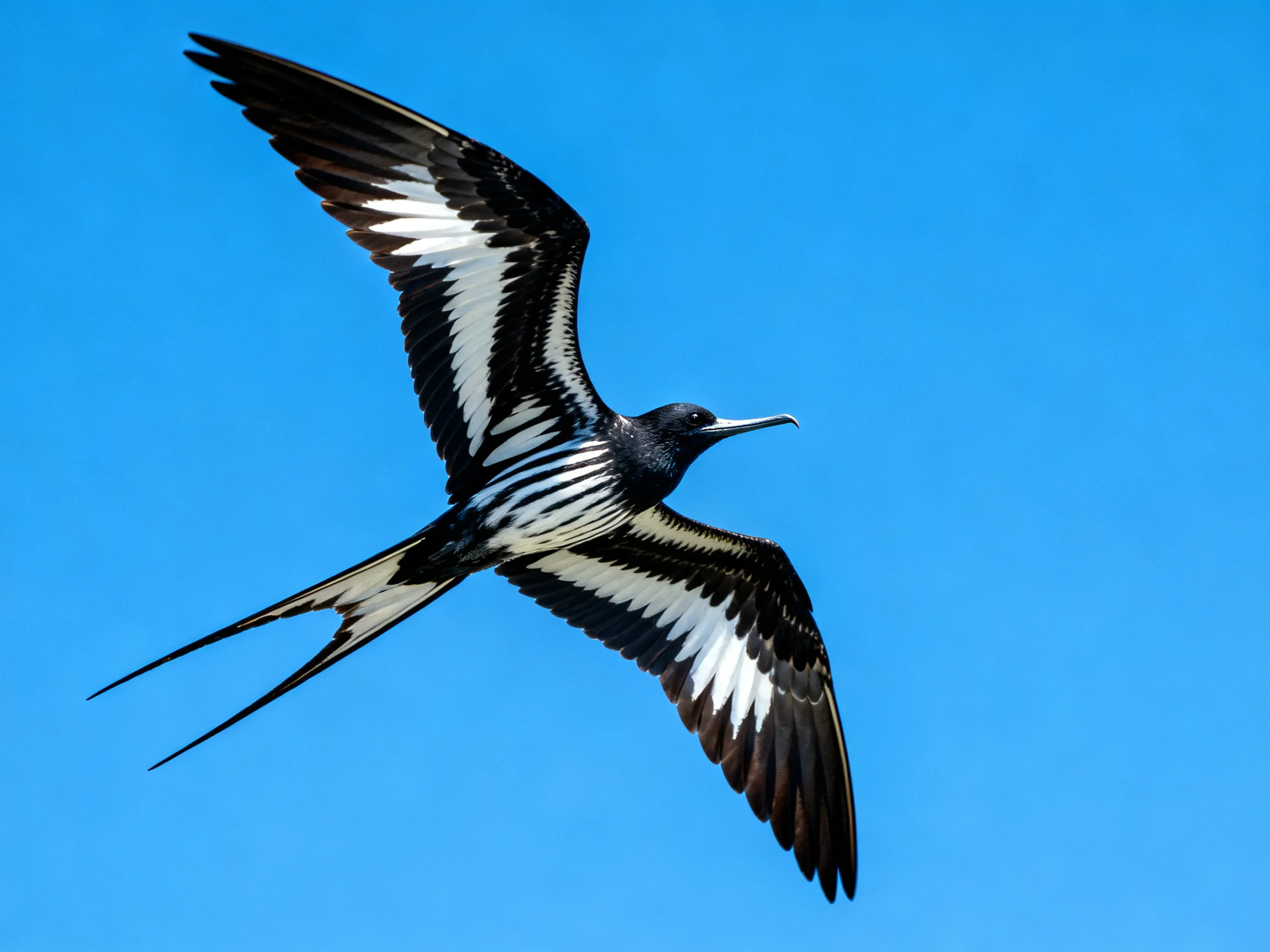 A black and white frigatebird flies gracefully amid a clear blue sky.