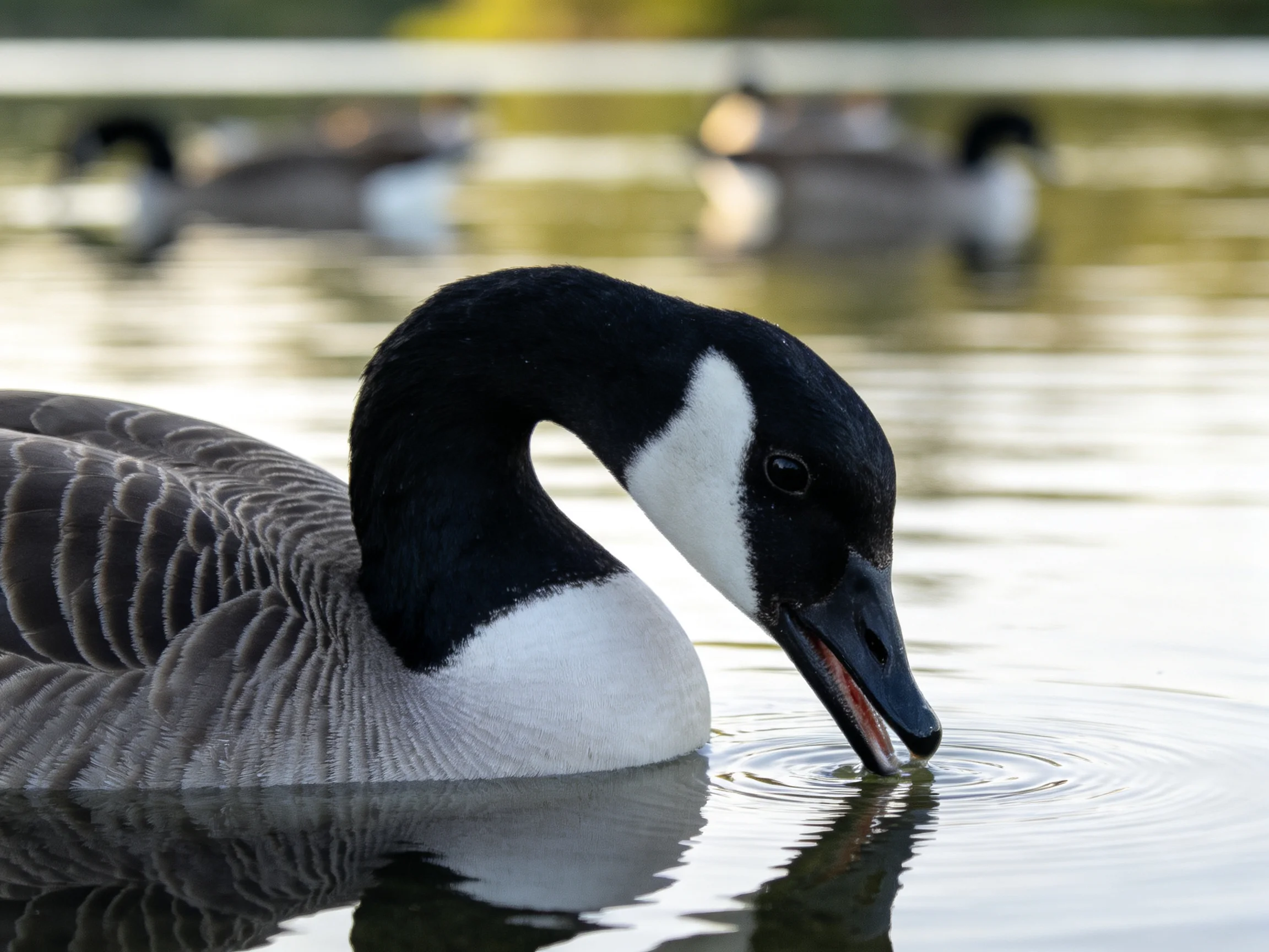 A black-and-white goose drinks from calm water with geese in the distance