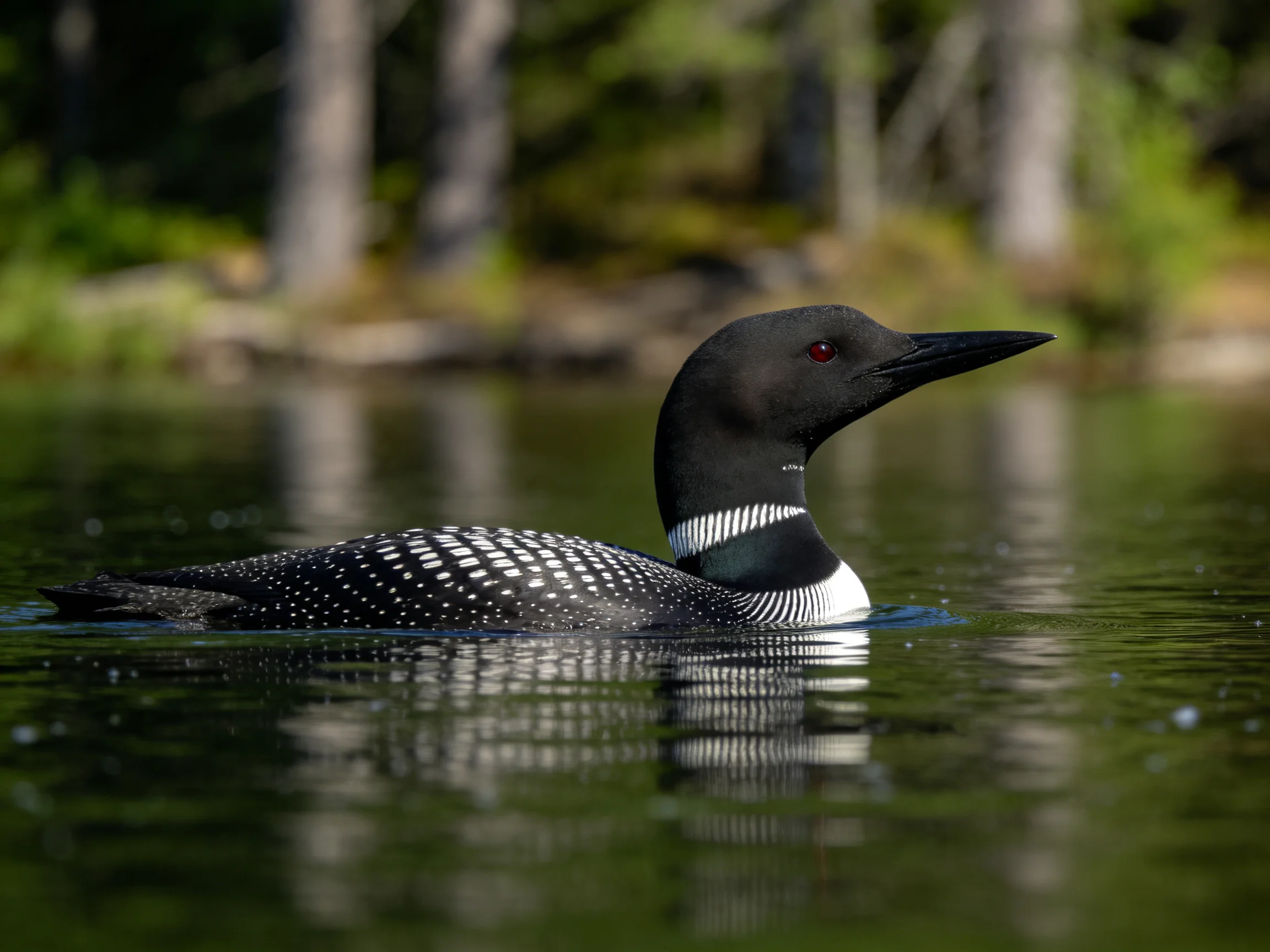 A black and white loon gliding on calm lake water near forested shoreline
