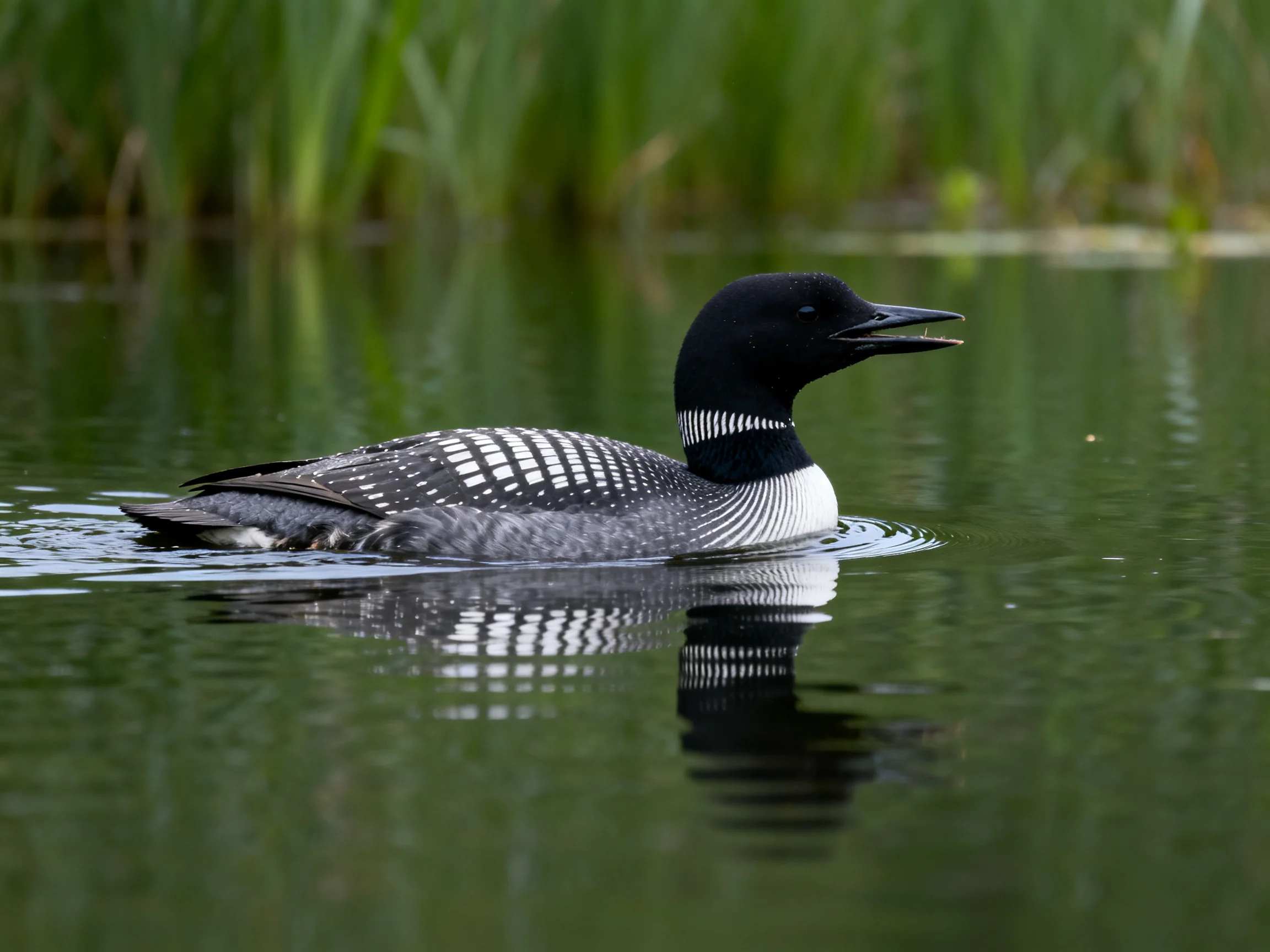 A black and white loon gliding on calm water near tall green reeds