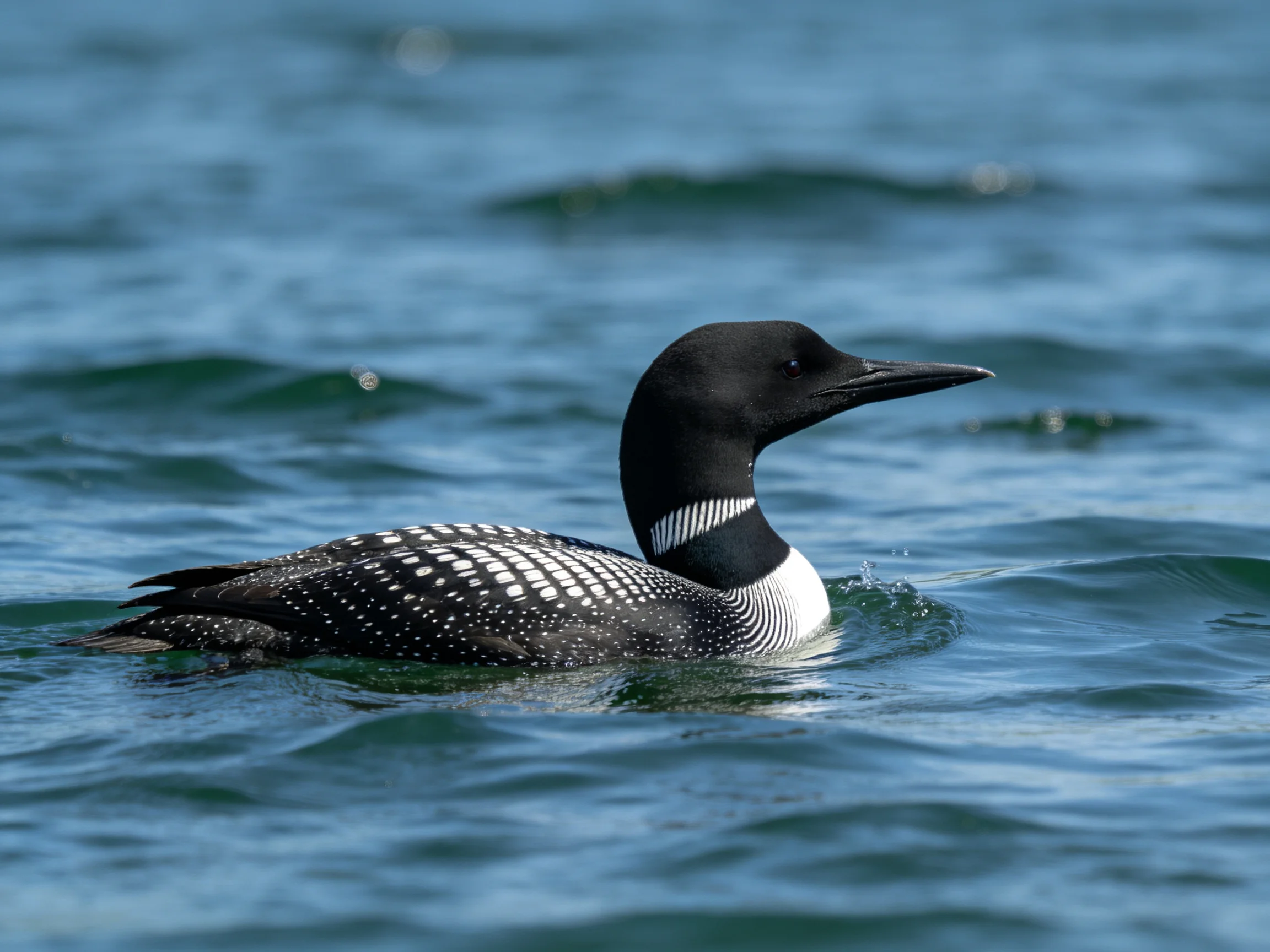 A black and white loon gliding on clear blue water