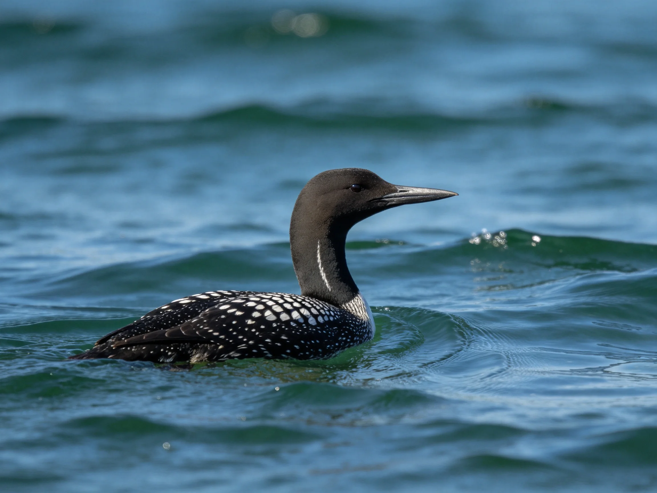 A black-and-white loon gliding through deep blue-green waters