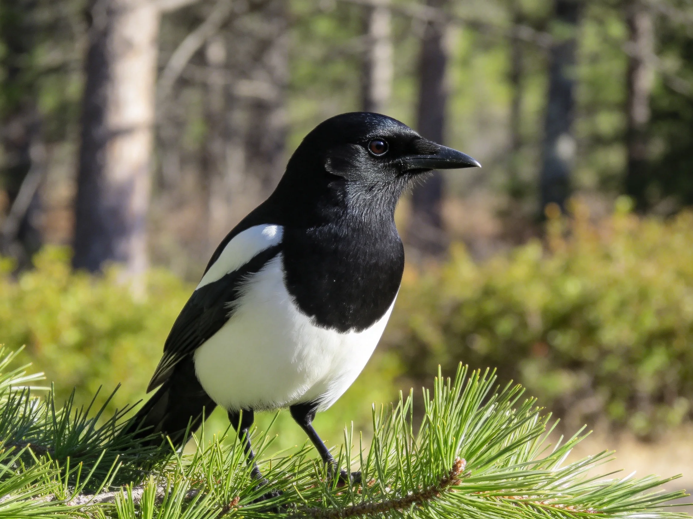 A black and white magpie perched on vibrant green pine branches