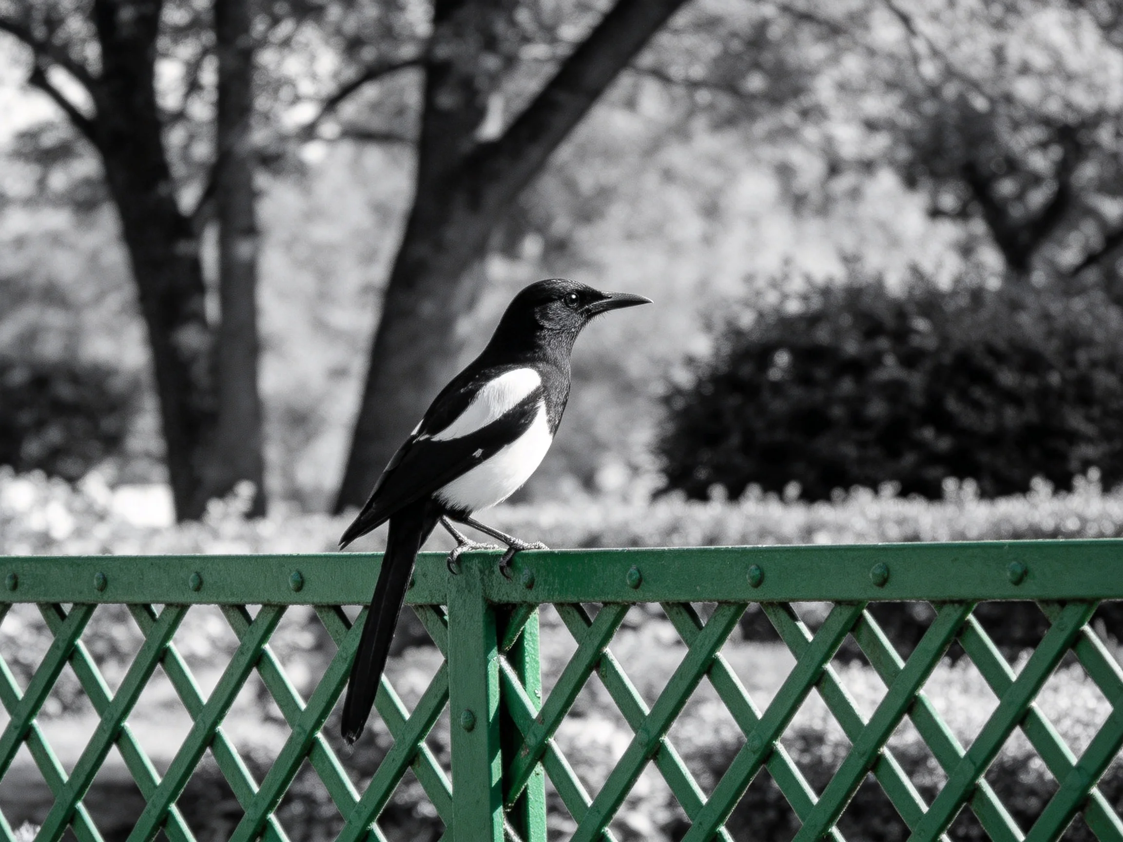 A black and white magpie perches on a green lattice fence
