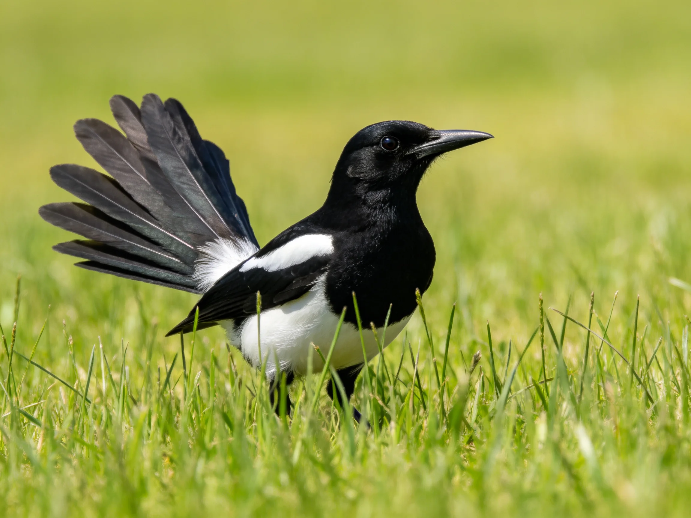 A black and white magpie spreading tail feathers in lush green grass
