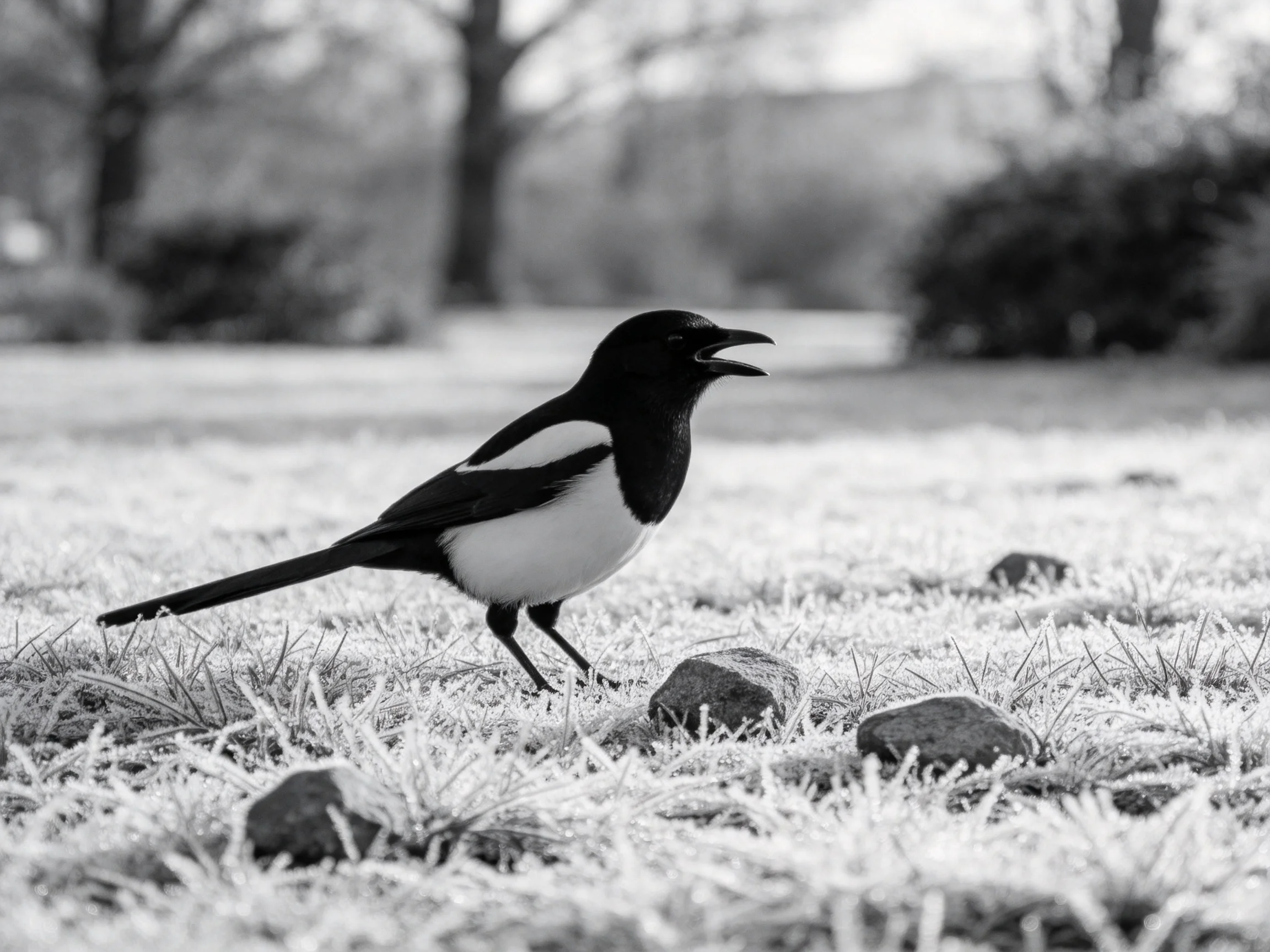 A black-and-white magpie stands on frost-covered grass near rocks