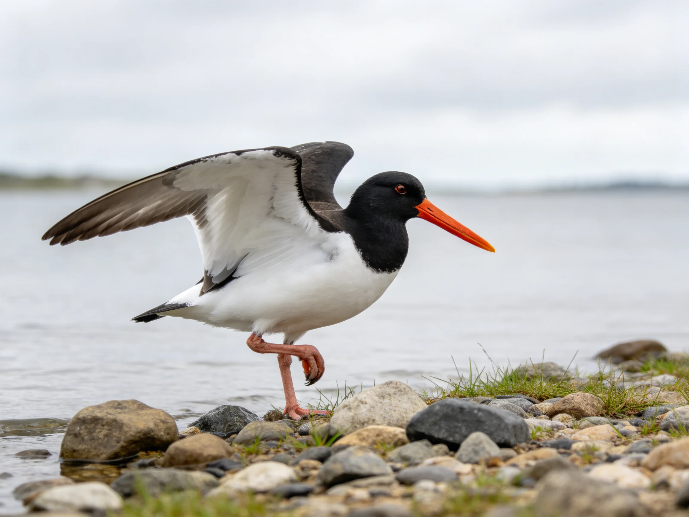 An oystercatcher with black head, white body, and orange beak stands on a rocky lakeshore.