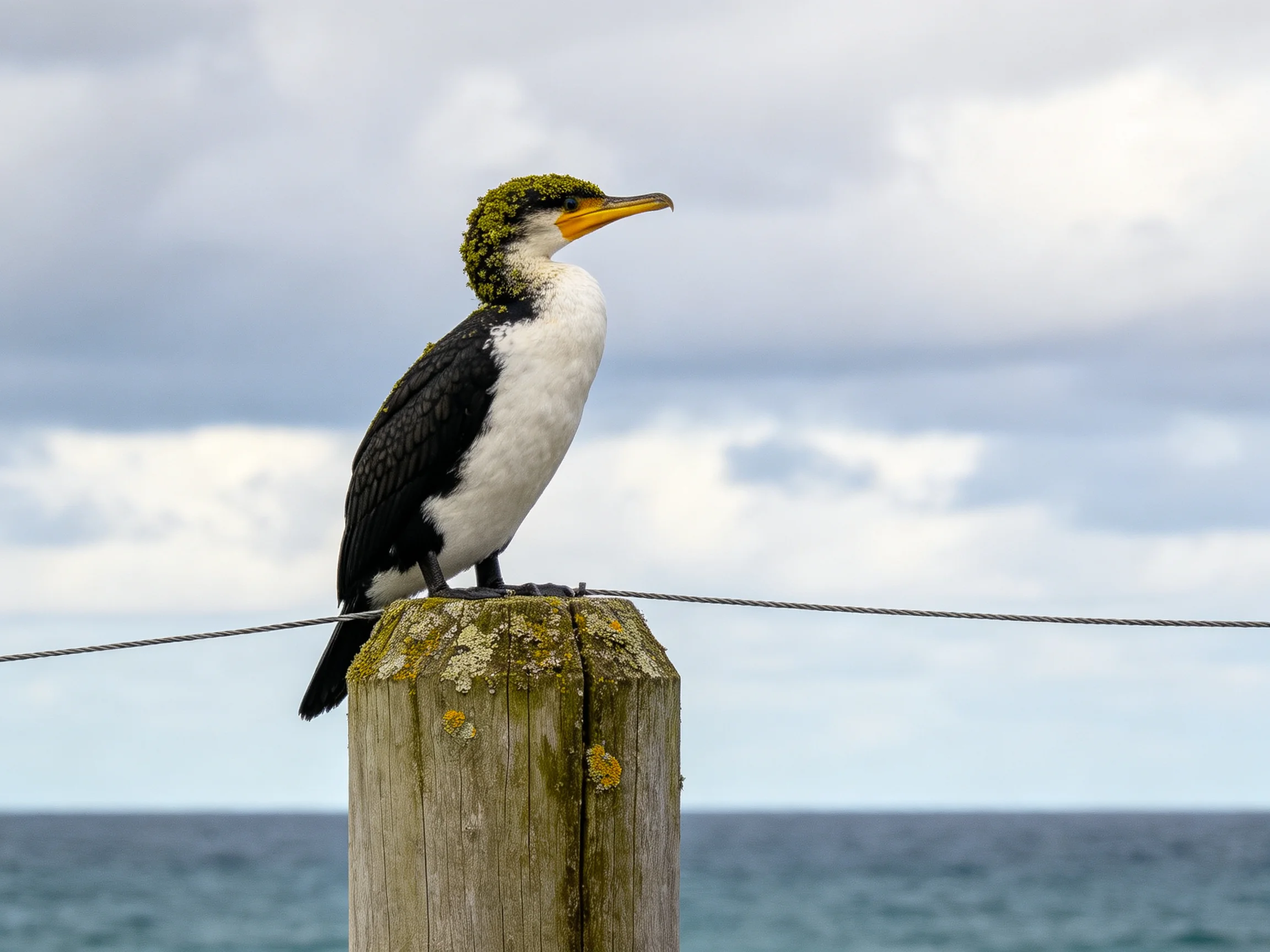 A black-and-white seabird perches atop a mossy wooden post by the sea