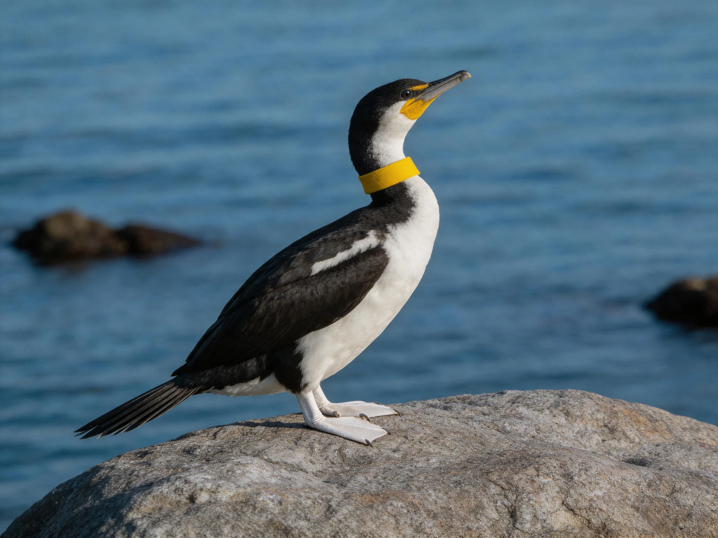 A black and white seabird with a bright yellow band perched on a large gray rock by calm blue water
