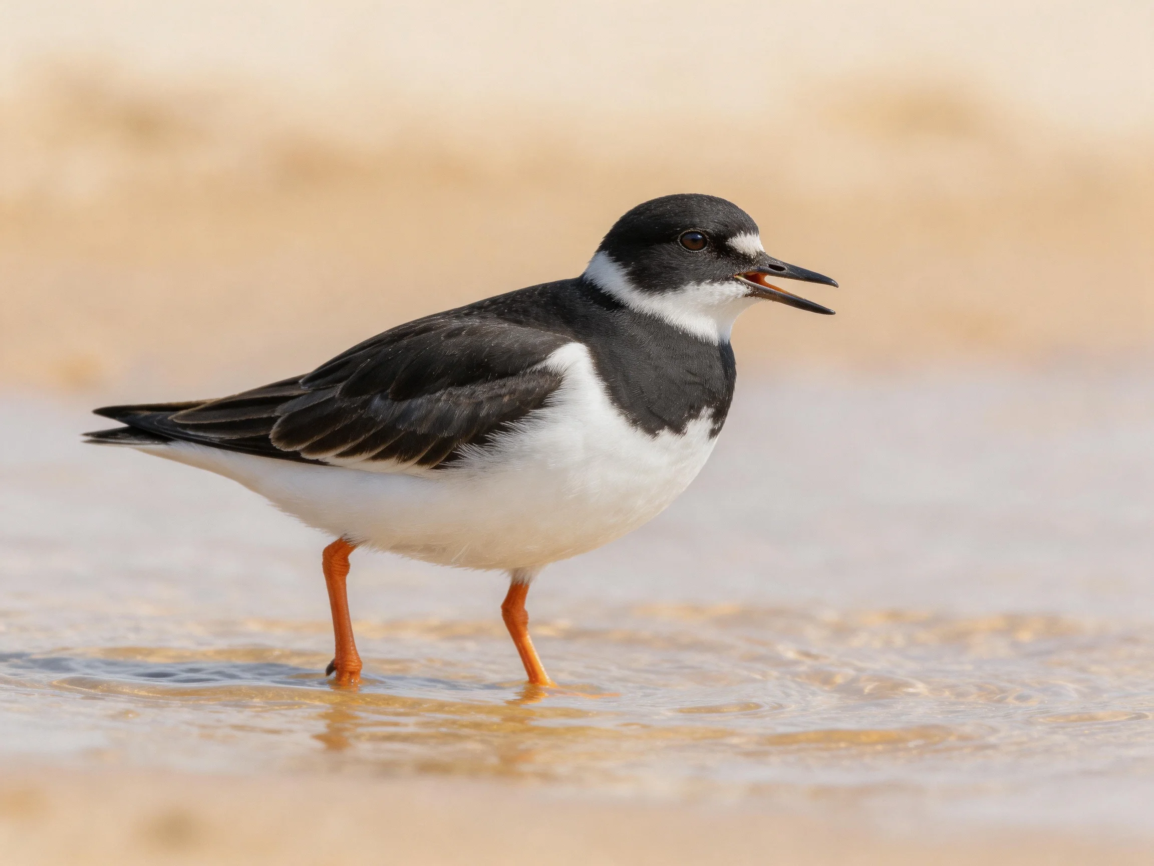 A black and white shorebird with bright orange legs wading in shallow water