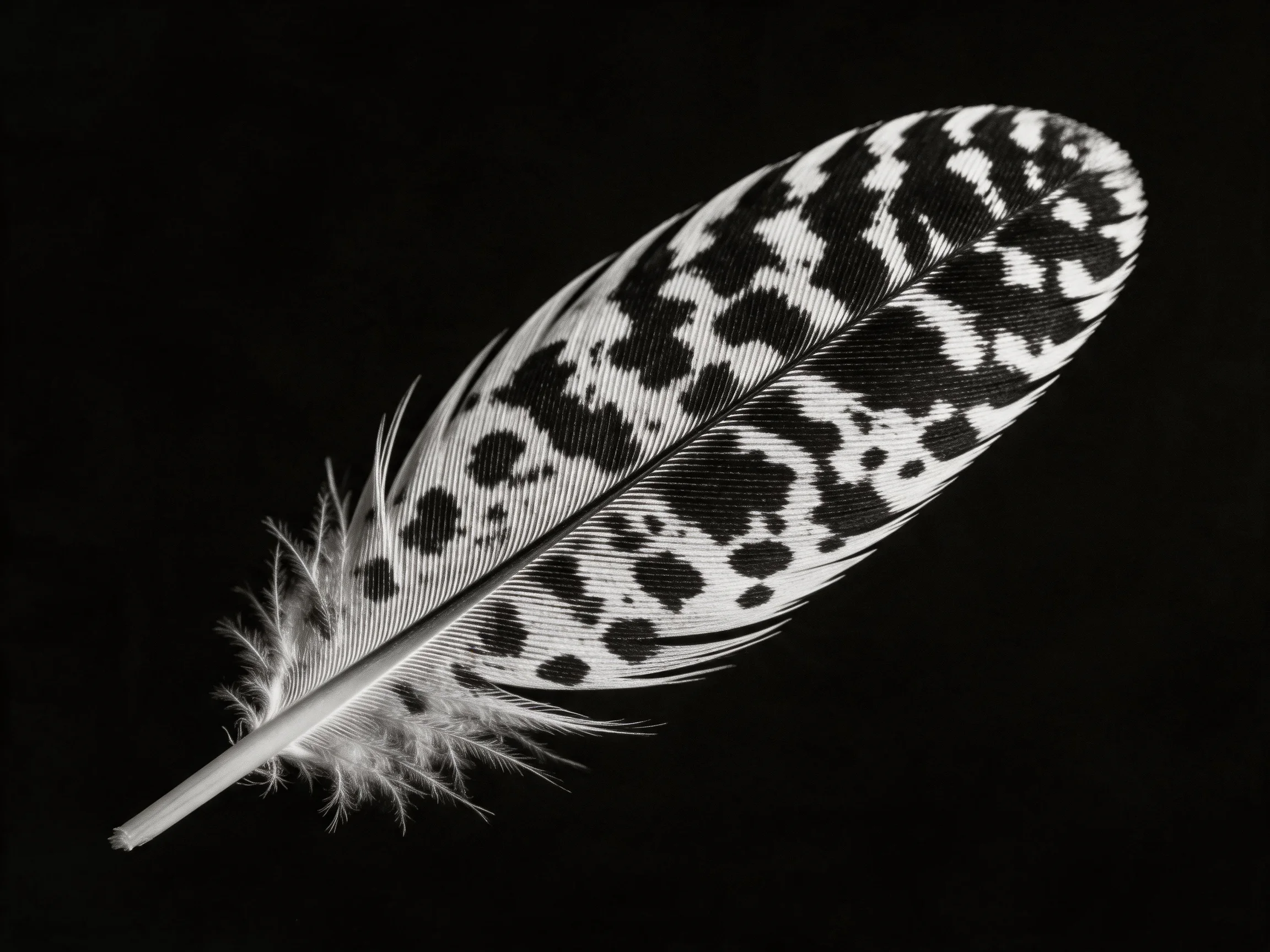 A black and white spotted feather displayed against a solid dark background