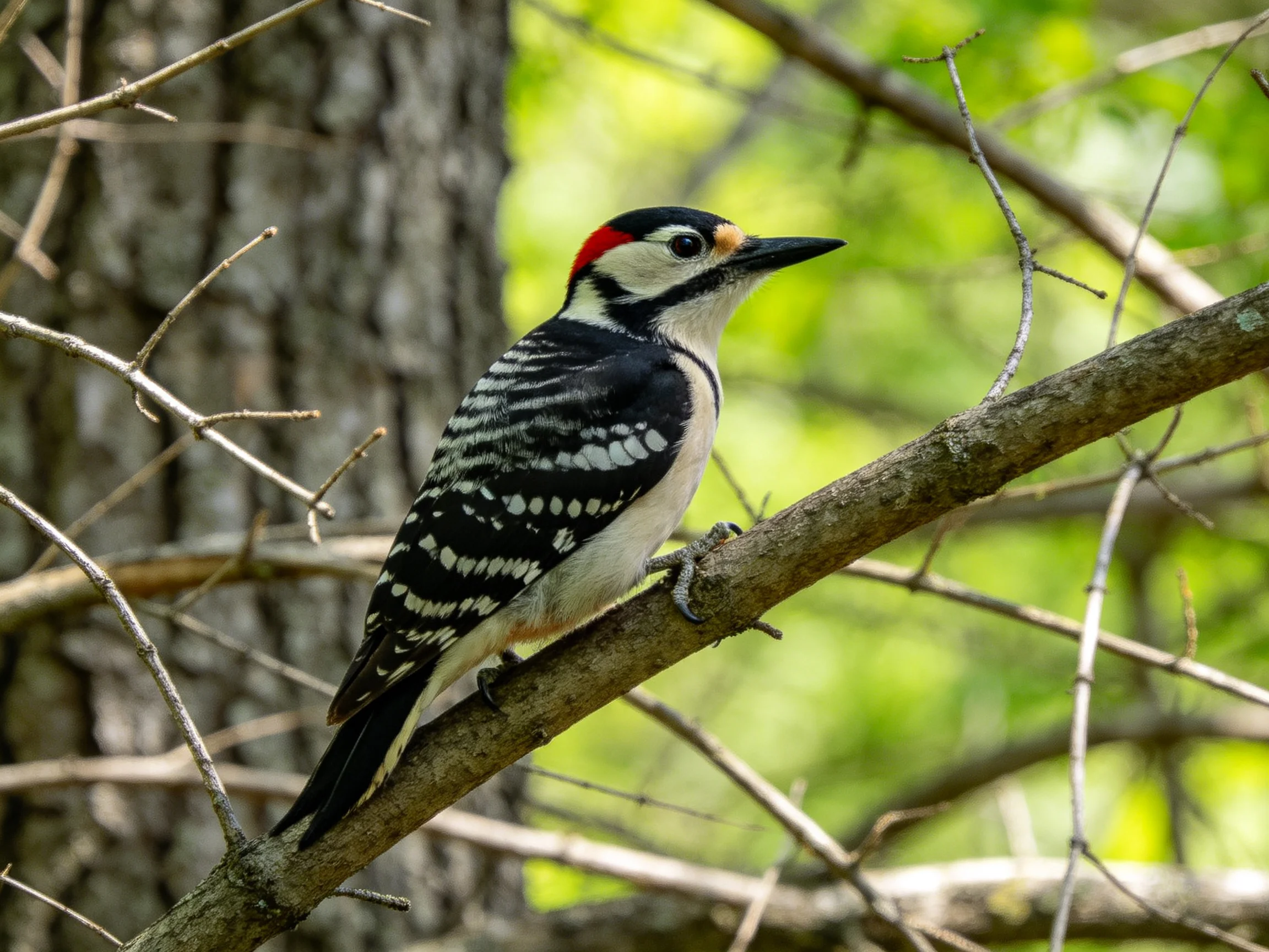 A woodpecker with black, white, and red plumage rests on a tree branch in a wooded setting.