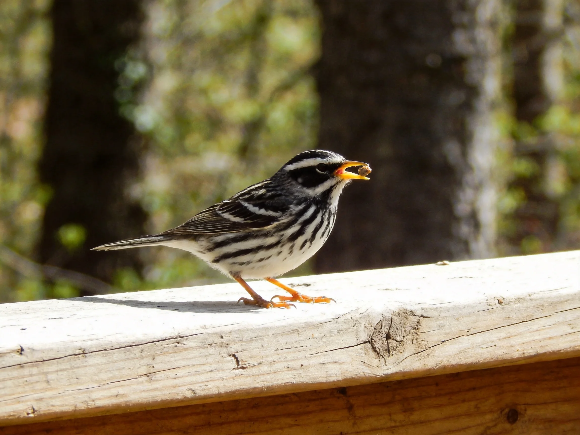 A black-and-white striped bird with an orange beak perches on a wooden beam
