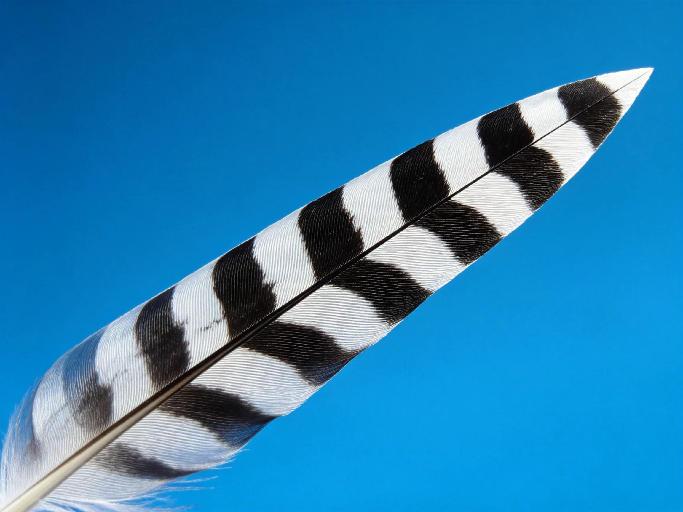A black-and-white striped feather against a solid blue background