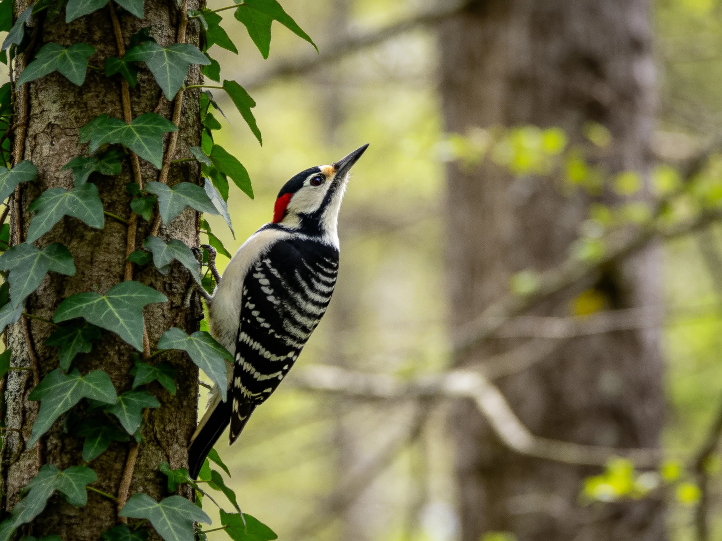 A black-and-white striped woodpecker perched on an ivy-covered tree trunk