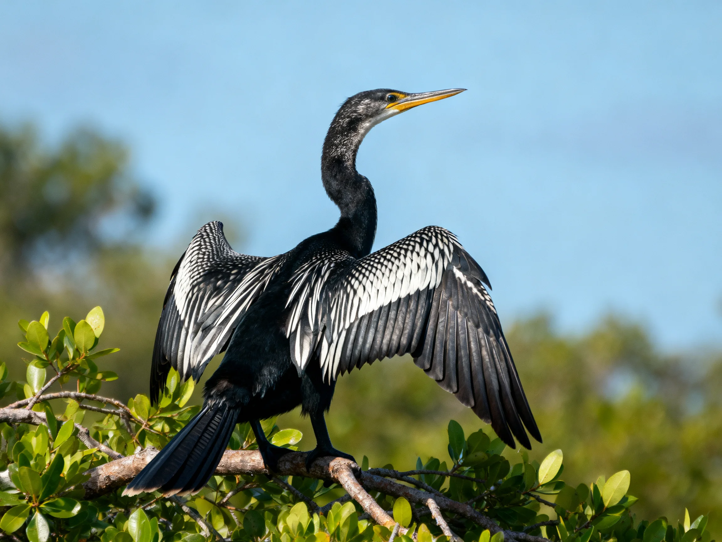 A black and white waterbird spreads its wings while perched on a leafy branch.