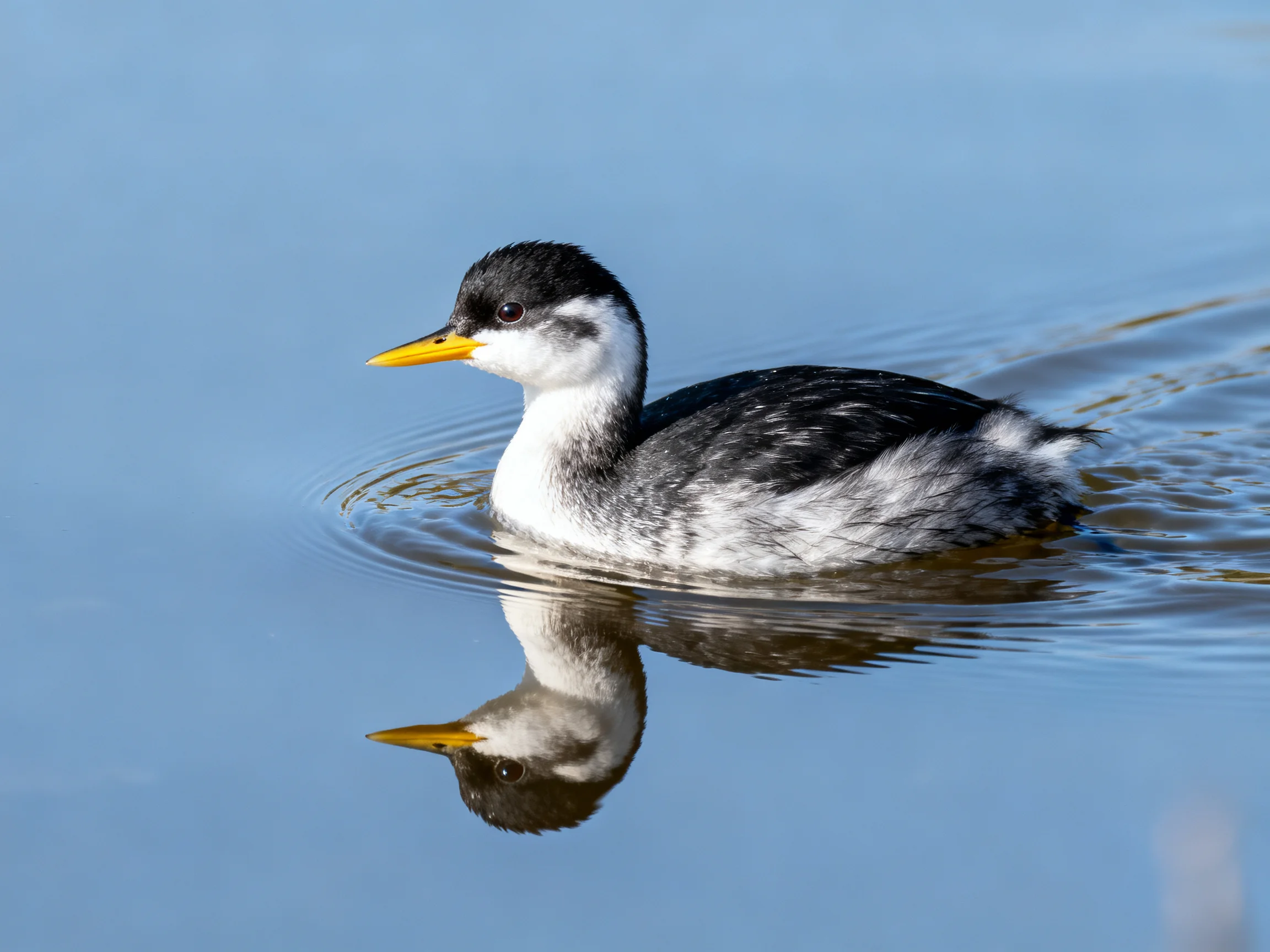 A black-and-white waterbird with a yellow beak swims in calm blue water