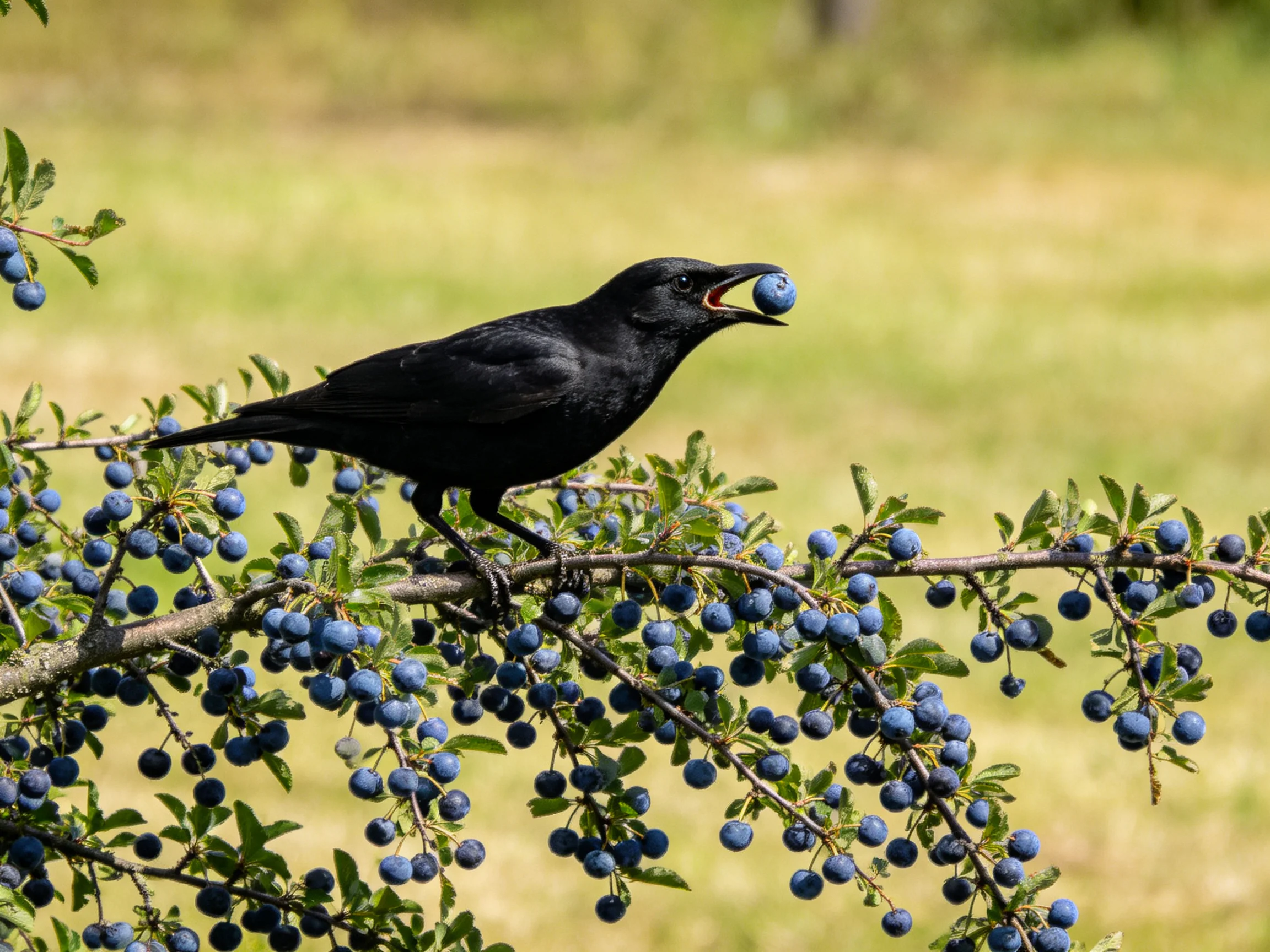 A black bird feeding on blueberries amid leafy branches
