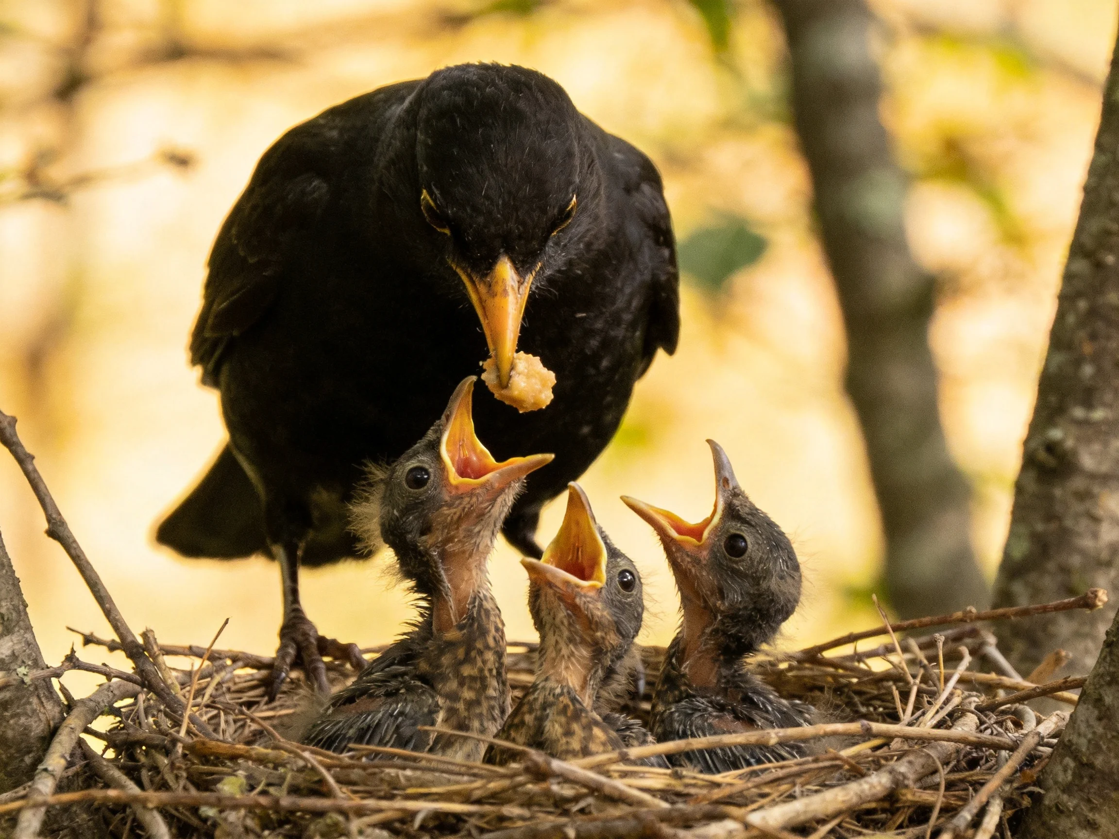 A black bird feeds three chicks in a tree nest