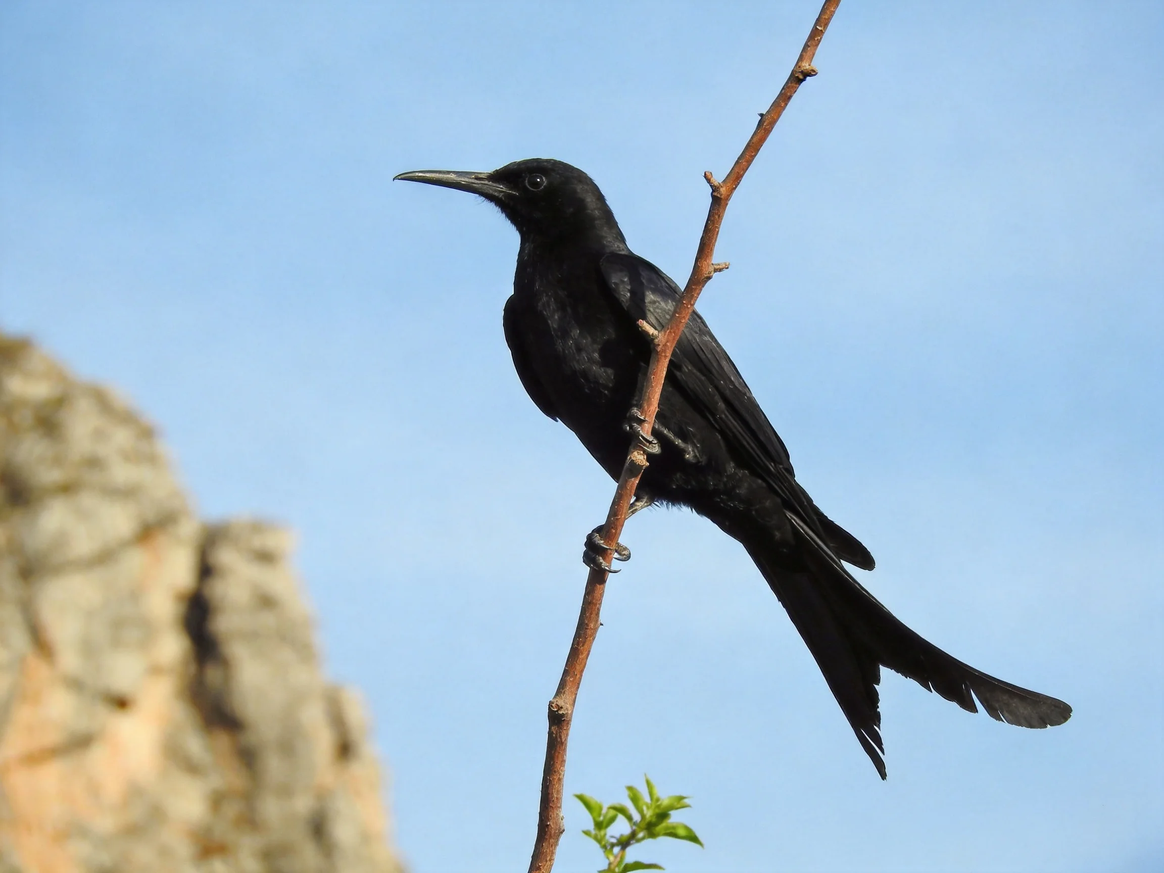 A black bird perched on a thin brown branch with rocky backdrop