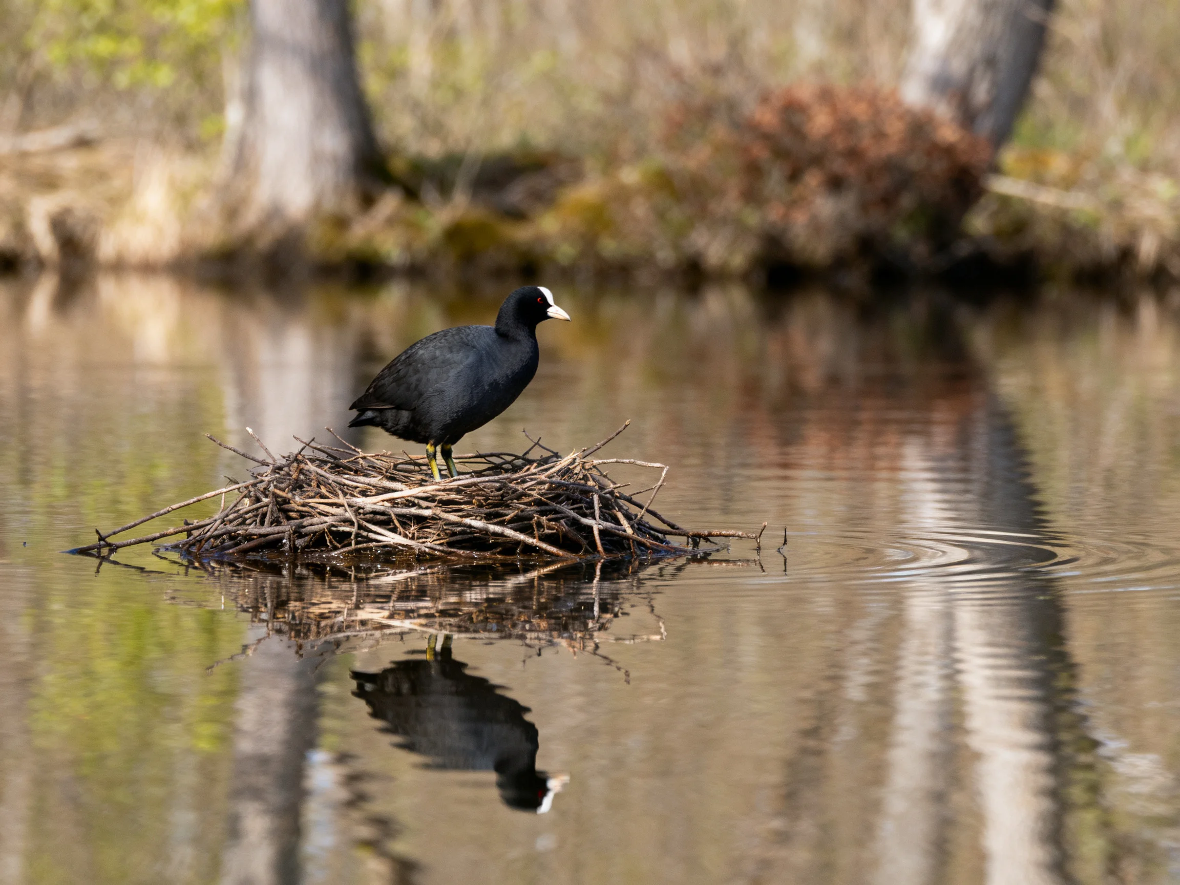 A black bird perched on a twig nest in calm water