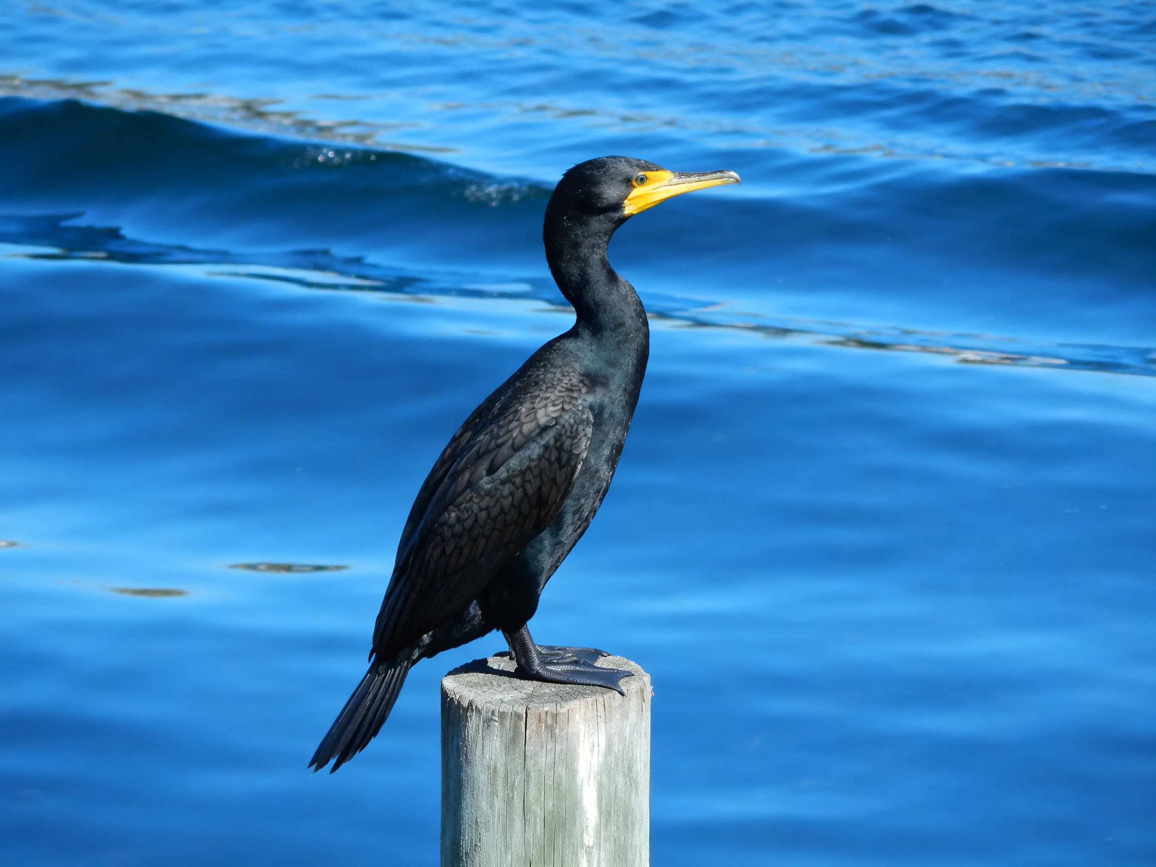 A black bird perched on a weathered wooden post by bright blue water