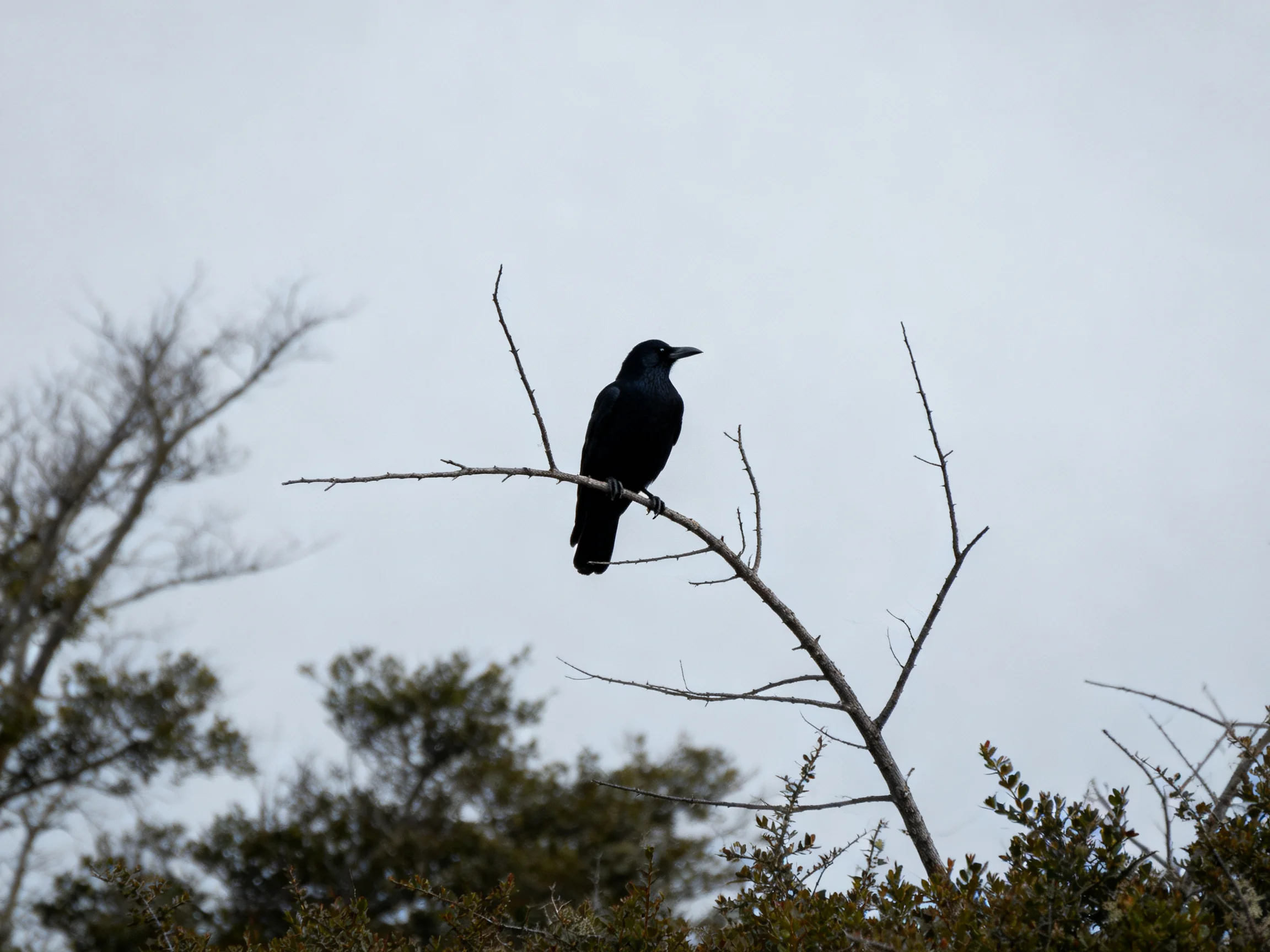 A black bird perches on a bare branch amid trees under an overcast sky